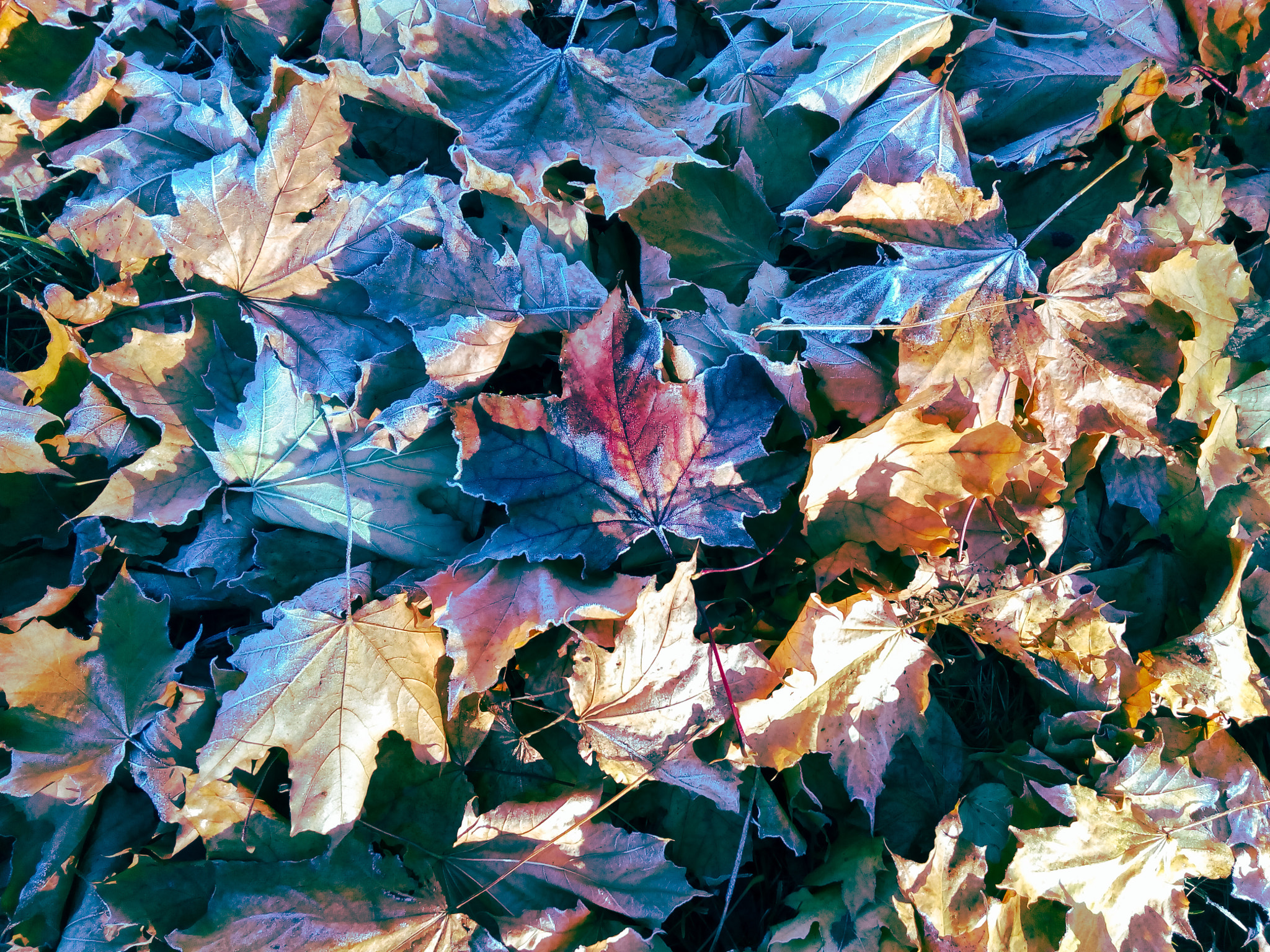 Lenovo P70-A sample photo. Red leaf photography