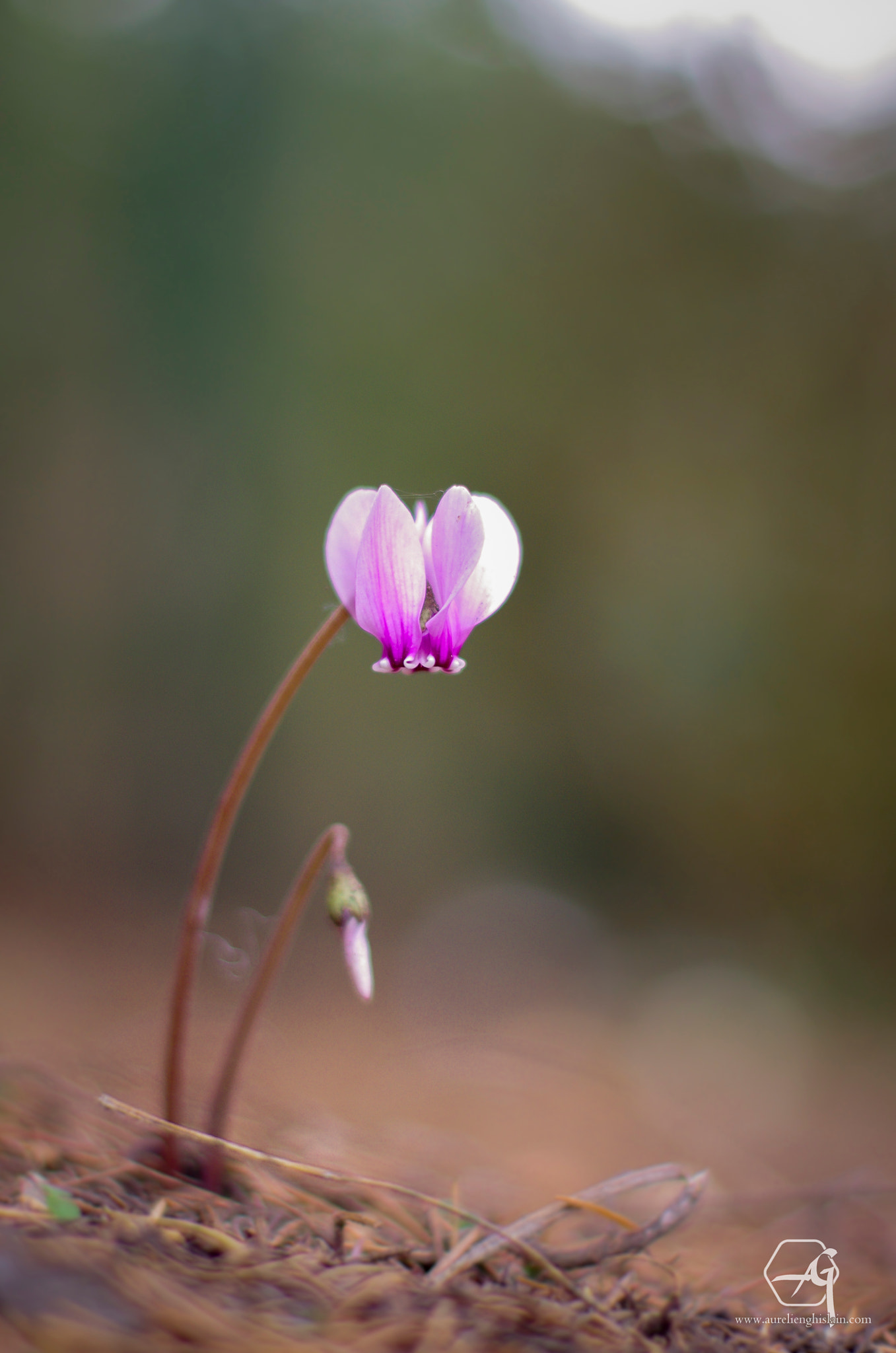 Pentax K-5 + Pentax smc FA 50mm F1.4 sample photo. Cyclamen de naples, cyclamen heredifolium, photography