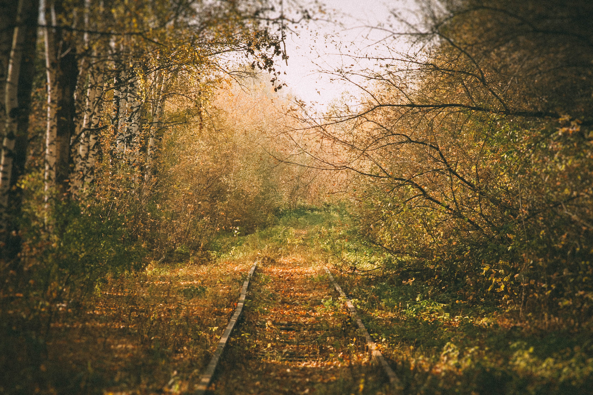Canon EOS 7D + Canon EF 28-80mm f/3.5-5.6 sample photo. Railway in forest photography