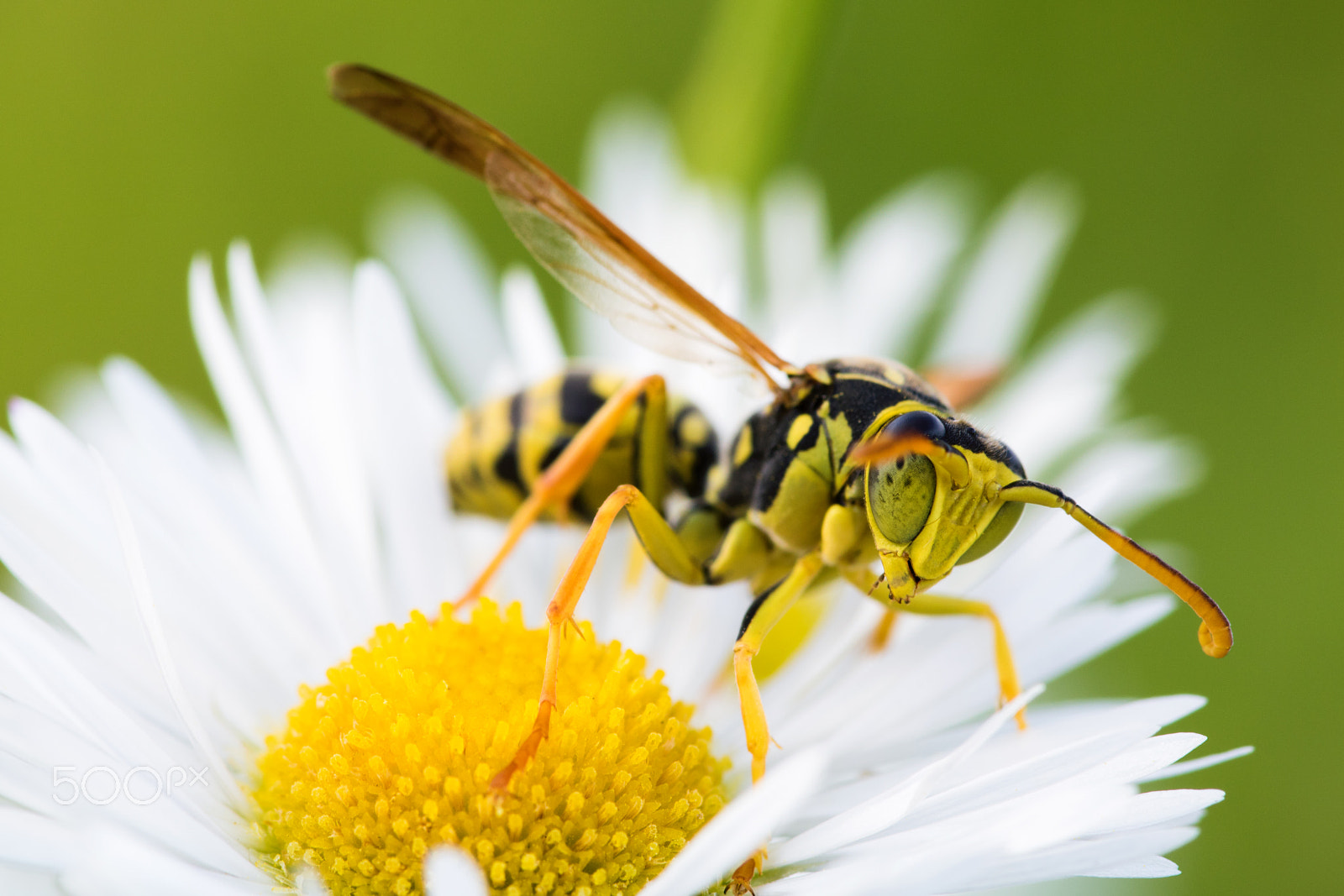 Sigma 105mm F2.8 EX DG OS HSM sample photo. A little wasp!! photography