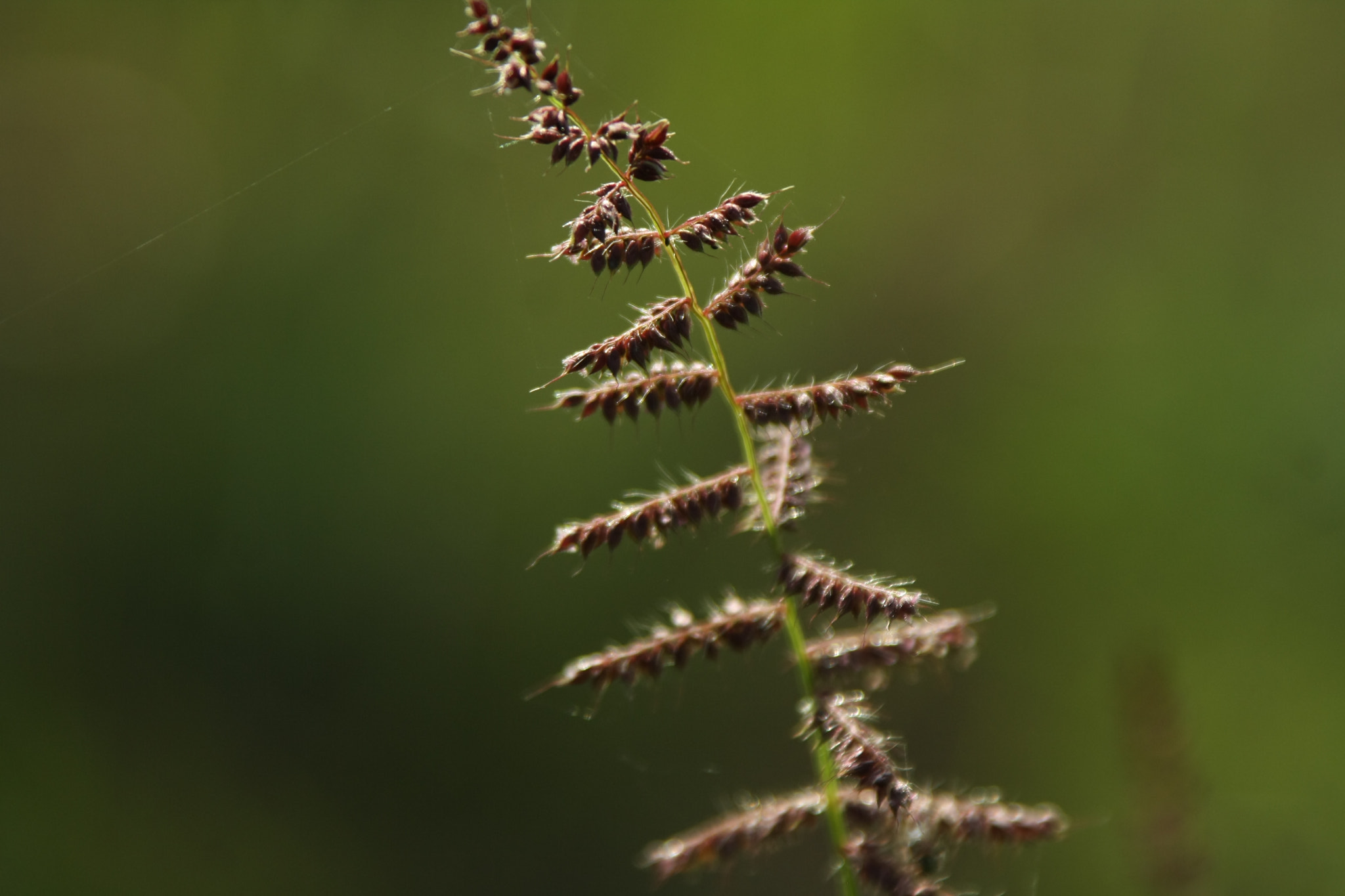 Canon EF 28-300mm F3.5-5.6L IS USM sample photo