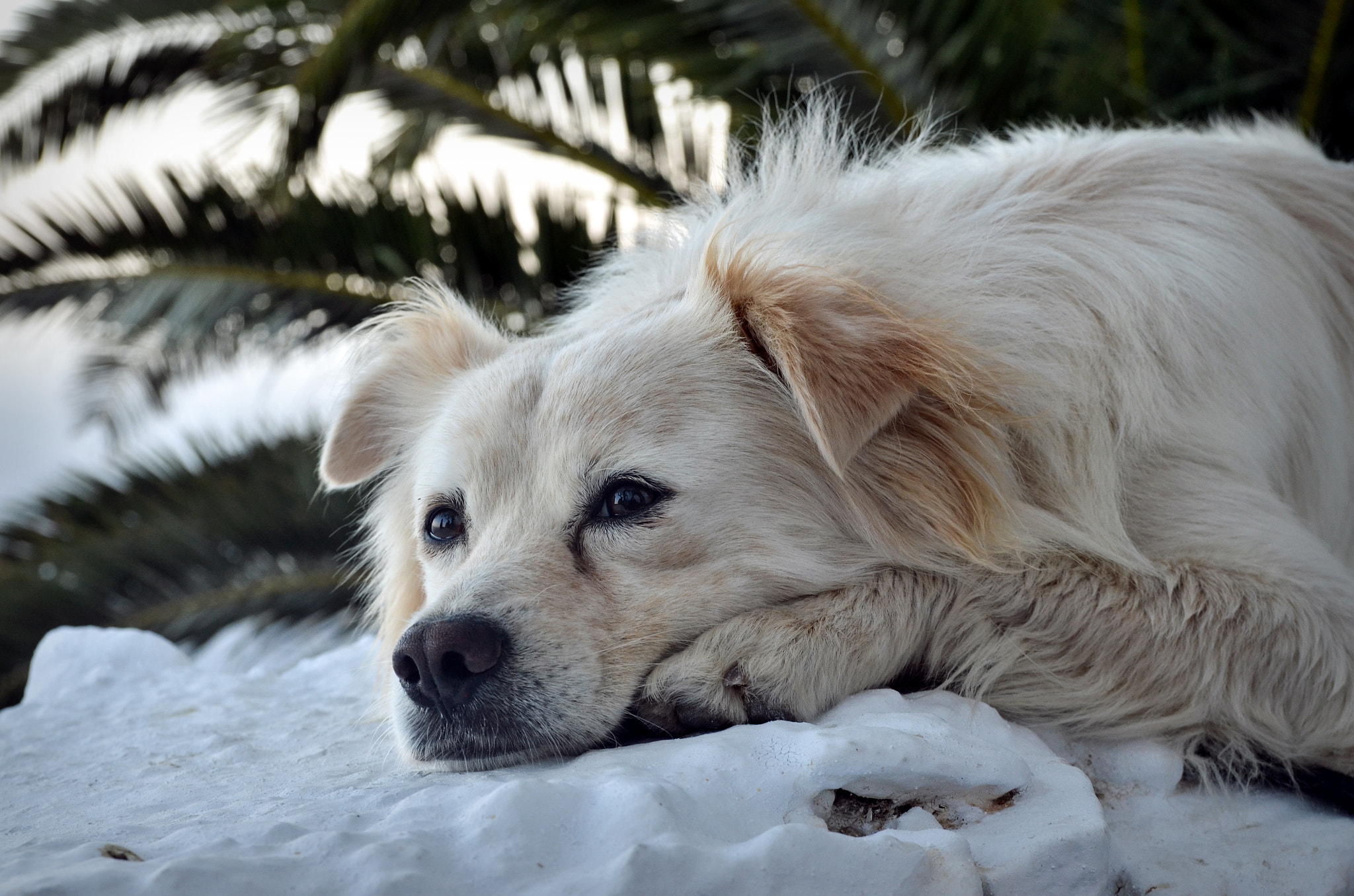 Nikon D7000 + Sigma 18-50mm F2.8 EX DC Macro sample photo. Doggy photography