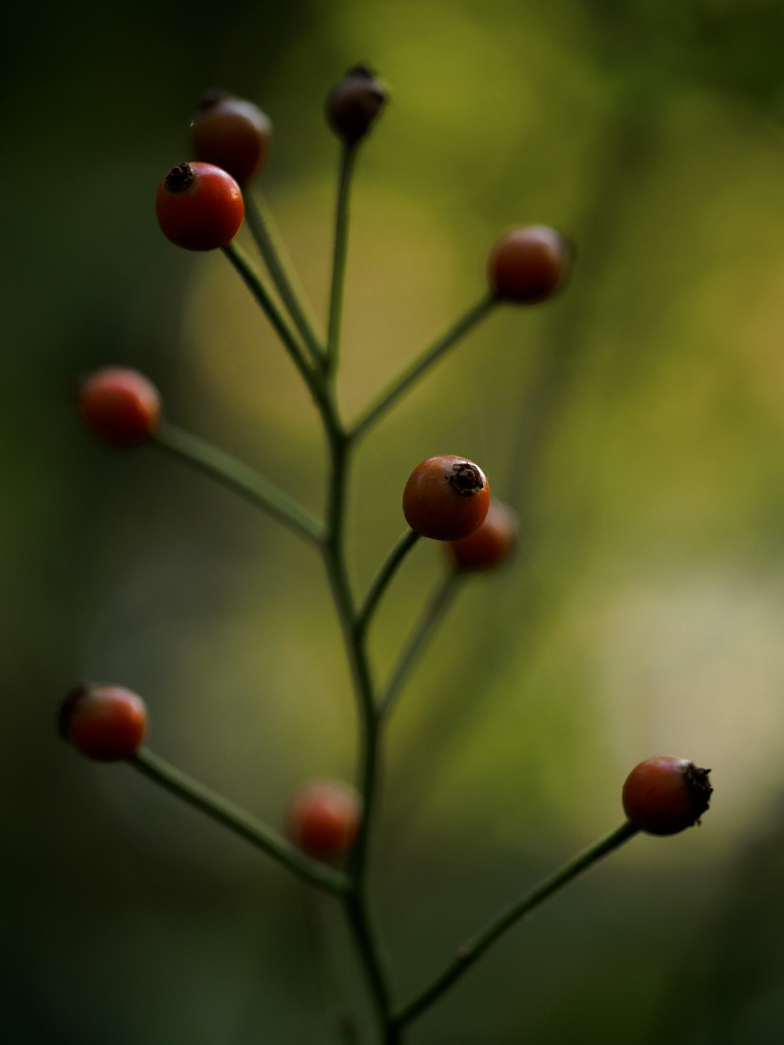 Panasonic Leica DG Macro-Elmarit 45mm F2.8 ASPH OIS sample photo. Beginnings photography
