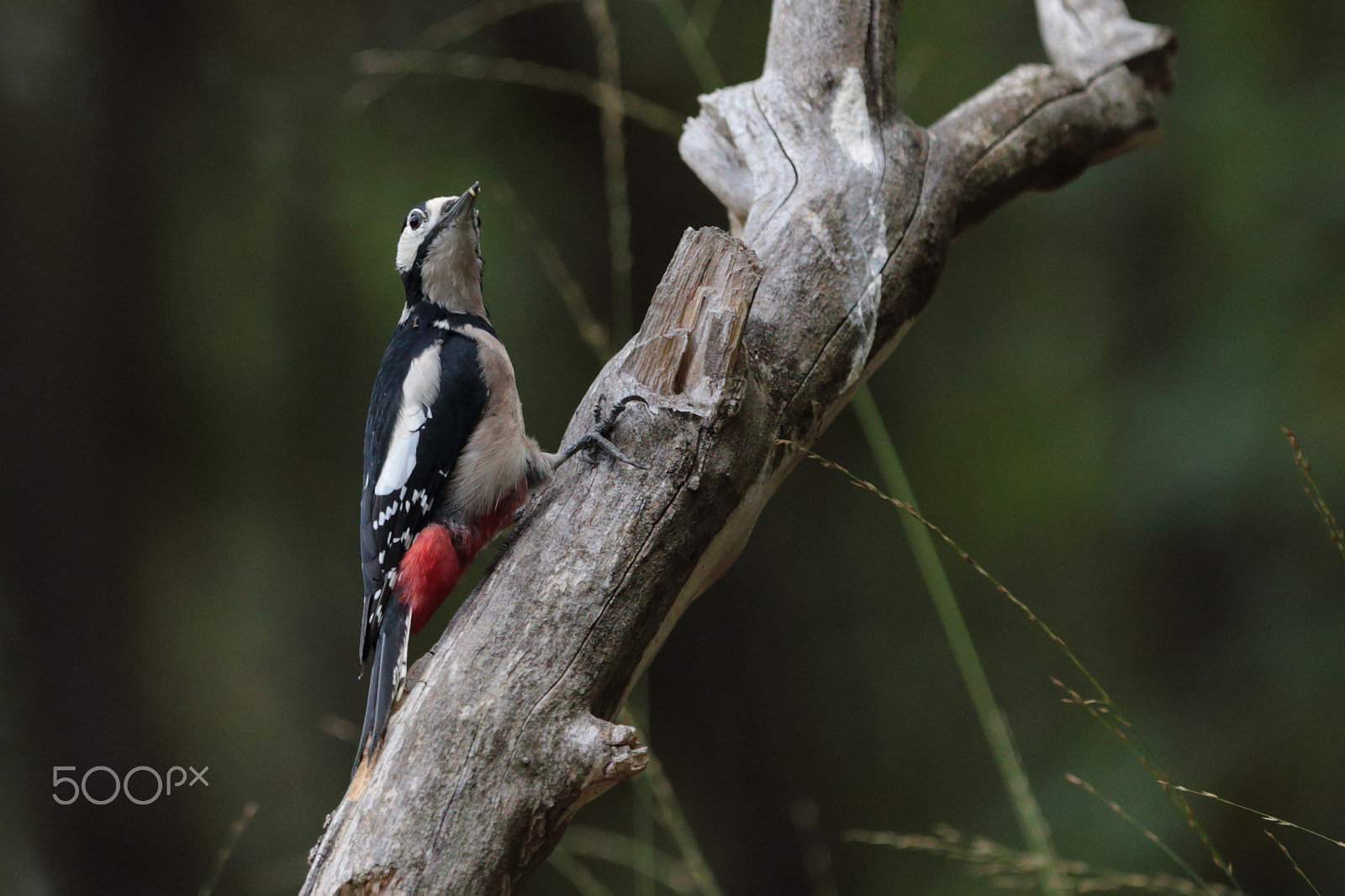 Canon EF 300mm F2.8L IS USM sample photo. Woody photography