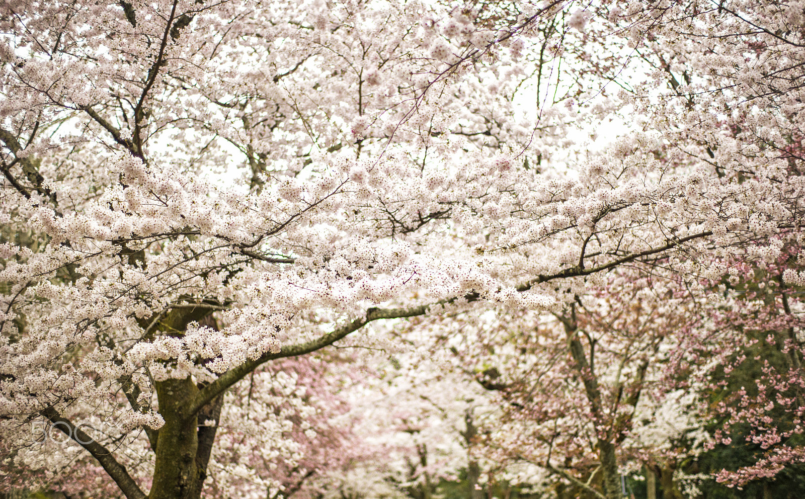 ZEISS Planar T* 50mm F1.4 sample photo. Sakura photography