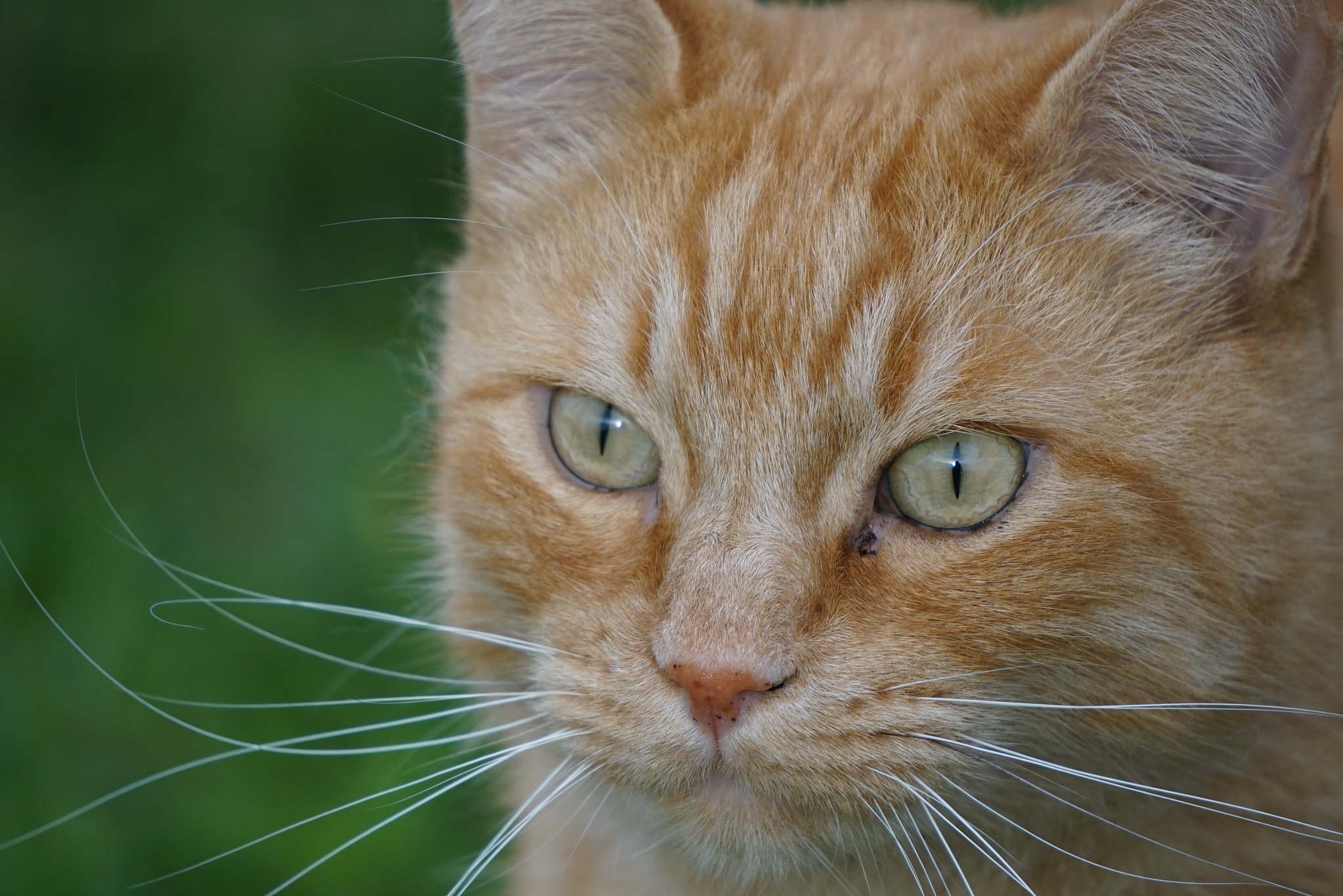Sony E 55-210mm F4.5-6.3 OSS sample photo. Cat photography