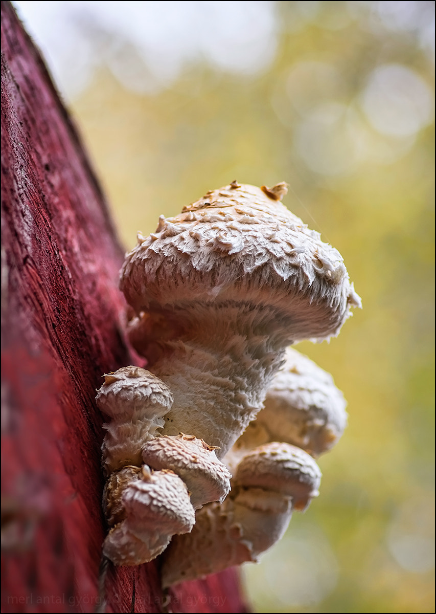 Pentax K-x sample photo. Mushrooms photography