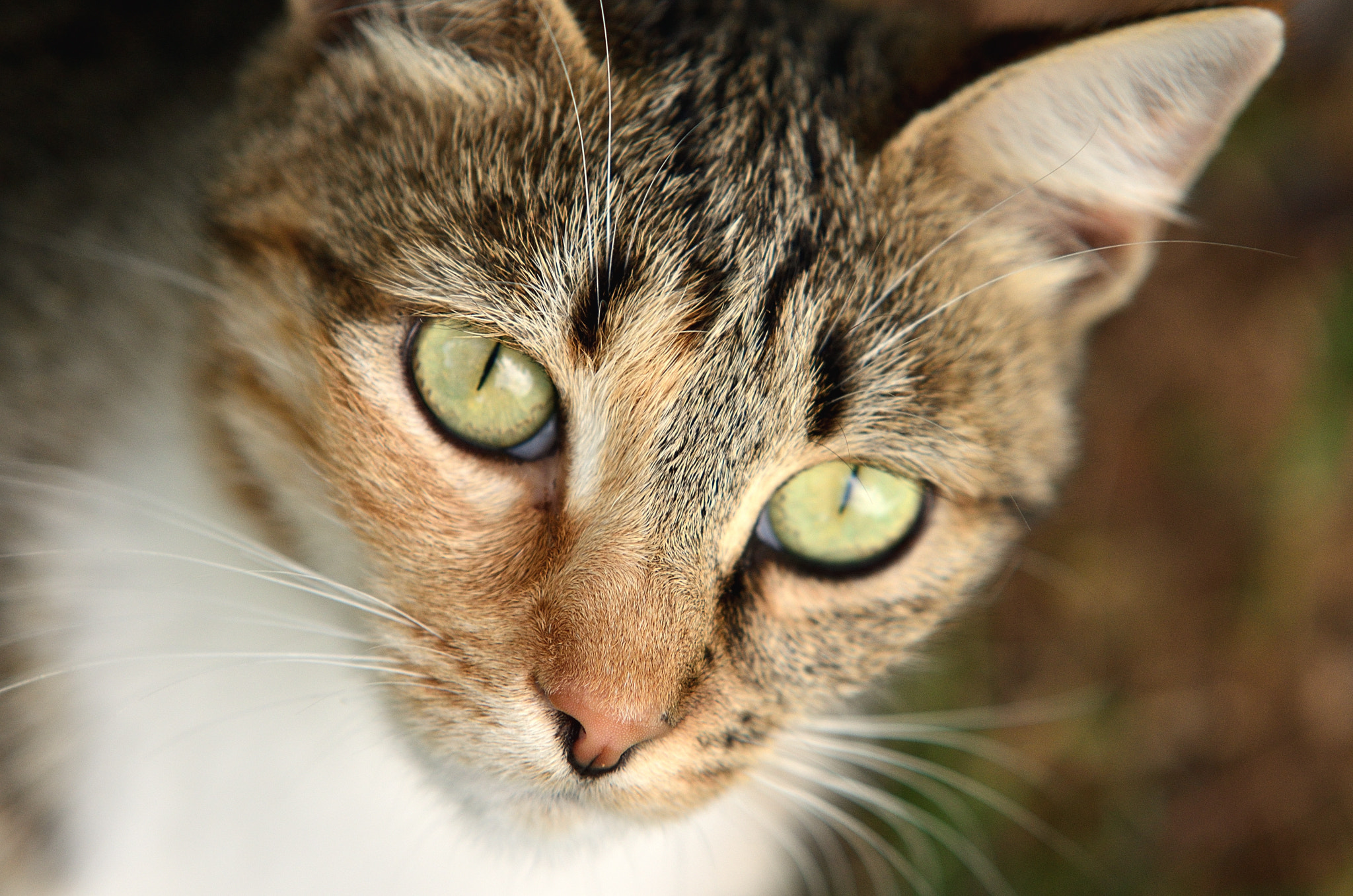 Sigma 70-200mm F2.8 EX DG Macro HSM II sample photo. Finca cat photography