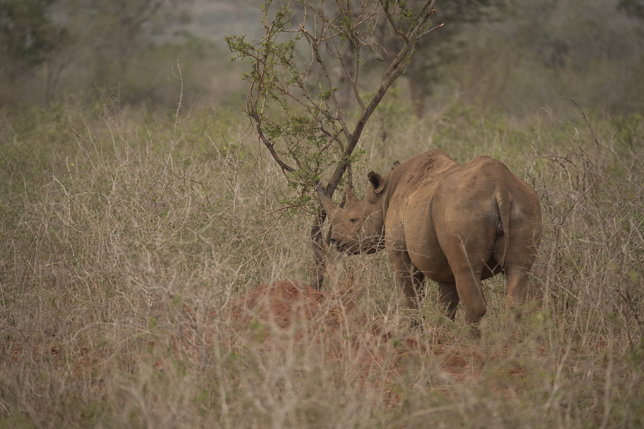 Nikon D4 sample photo. Black rhino photography