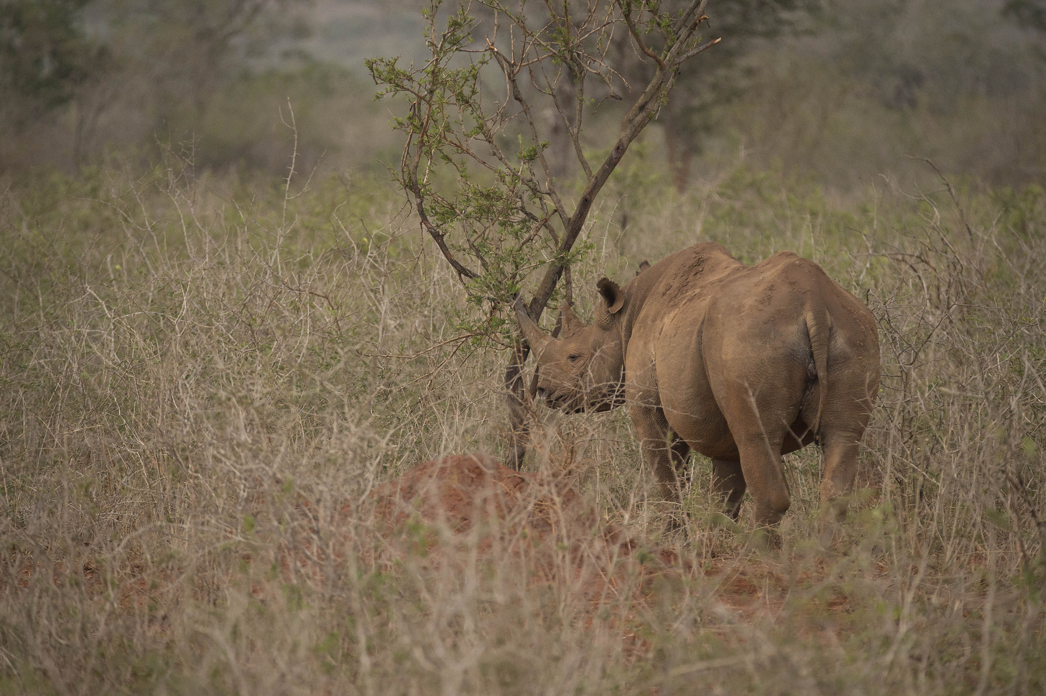 Nikon D4 + Tamron SP 150-600mm F5-6.3 Di VC USD sample photo. Black rhino photography