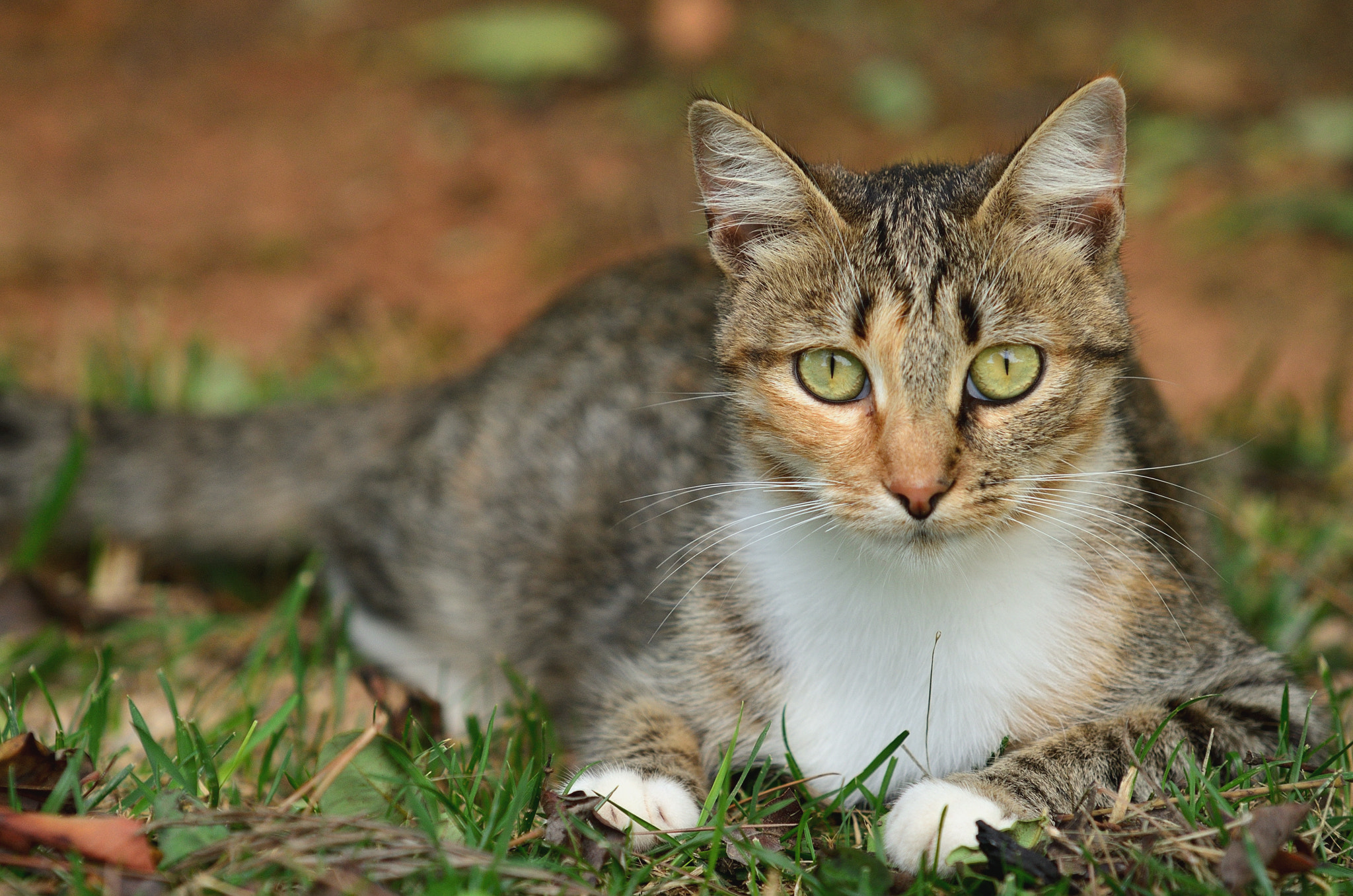 Sigma 70-200mm F2.8 EX DG Macro HSM II sample photo. Finca cat ii photography