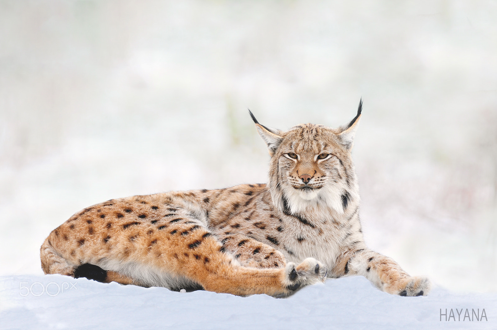 Nikon D3S sample photo. Lynx photography