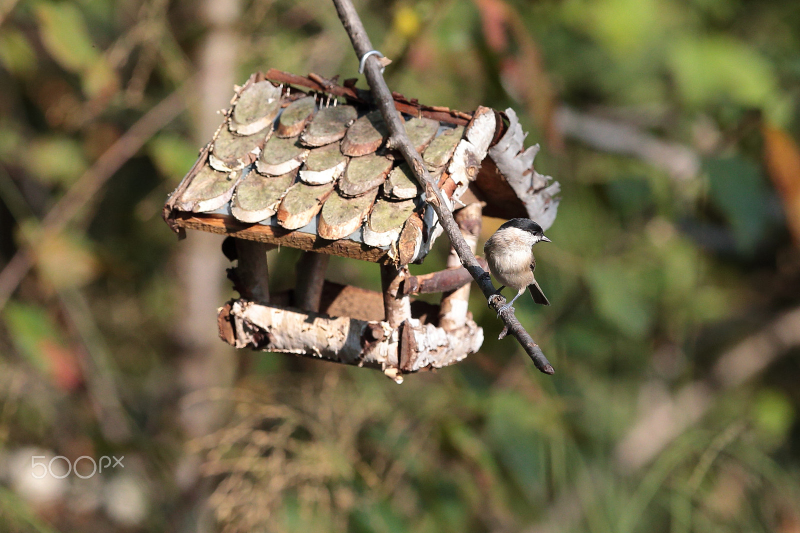 Canon EF 300mm F2.8L IS USM sample photo. Home sweet home... photography