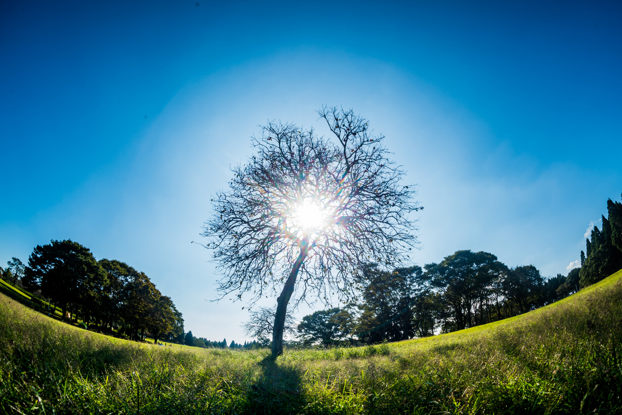 Sony 16mm F2.8 Fisheye sample photo. Clear backlight photography