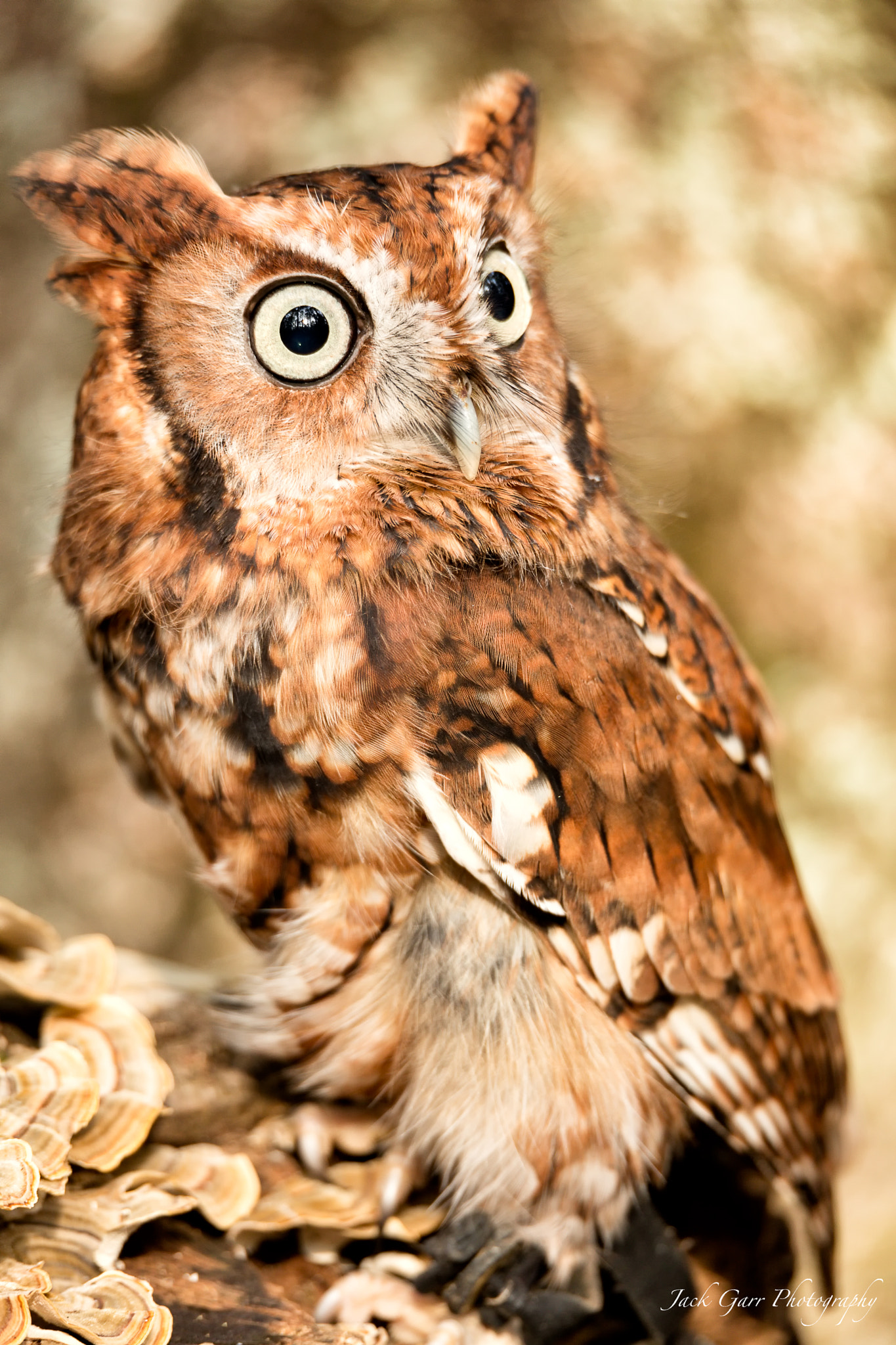 Canon EOS 5DS sample photo. Eastern screech owl adult red morph photography