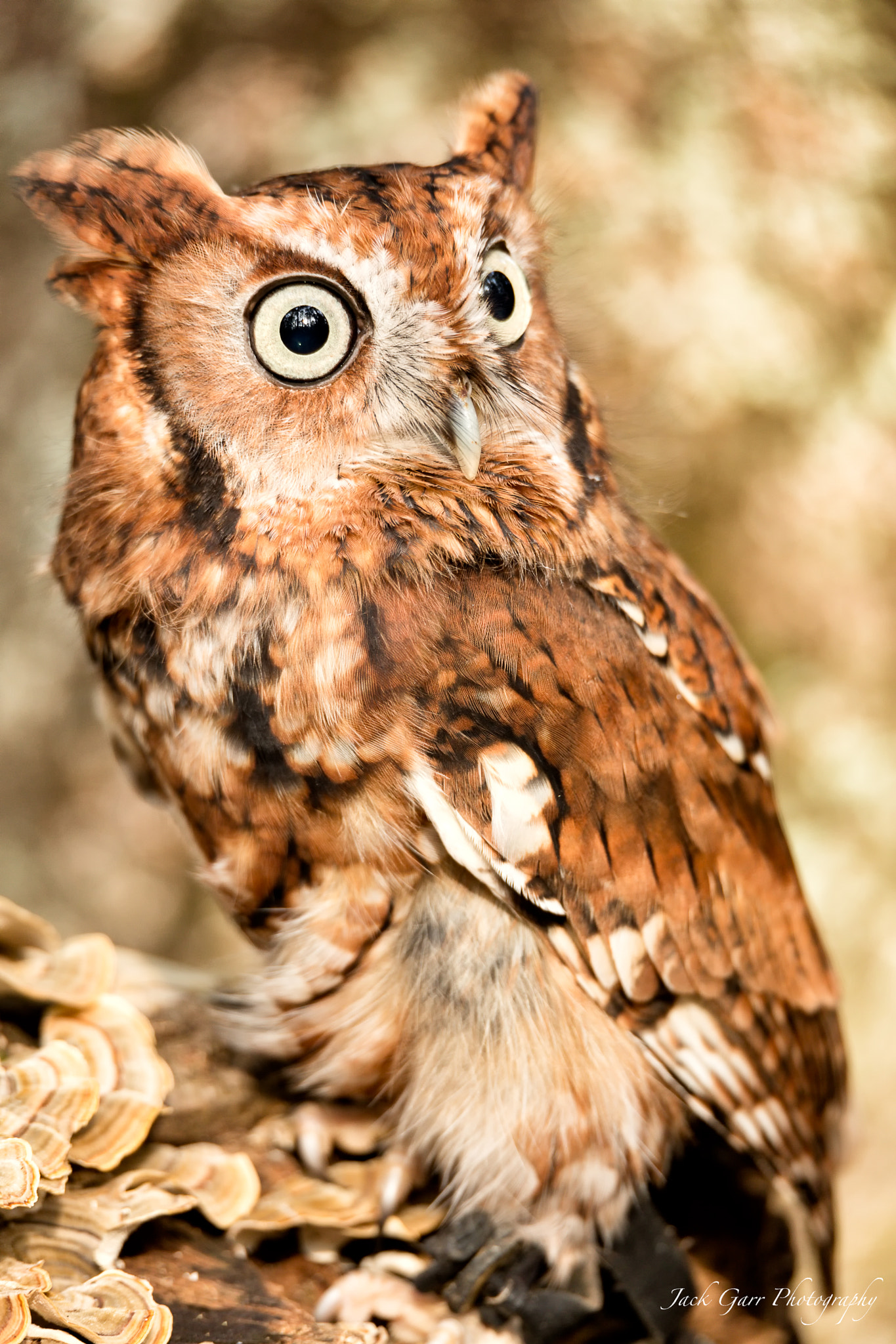 150-600mm F5-6.3 DG OS HSM | Sports 014 sample photo. Eastern screech owl adult red morph photography