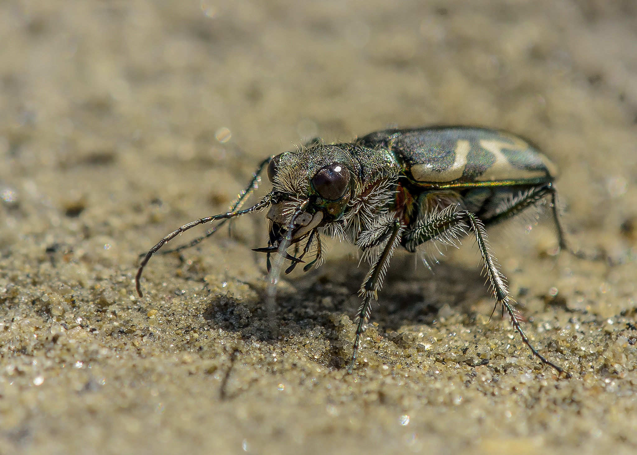 Nikon AF-S DX Micro-Nikkor 85mm F3.5G ED VR sample photo. Tiger beetle photography