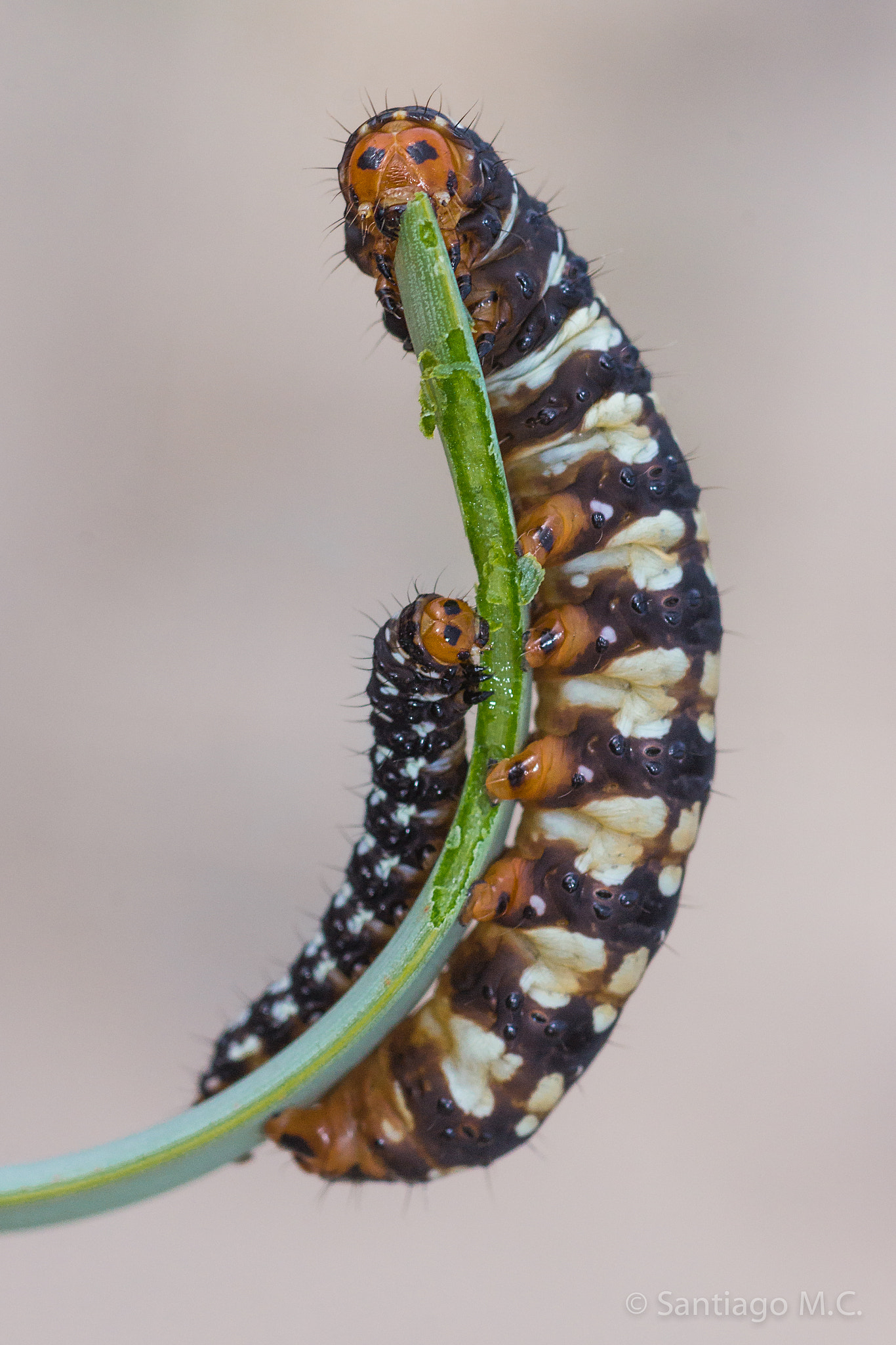 Sony SLT-A77 + Sony 100mm F2.8 Macro sample photo. Brithys crini photography