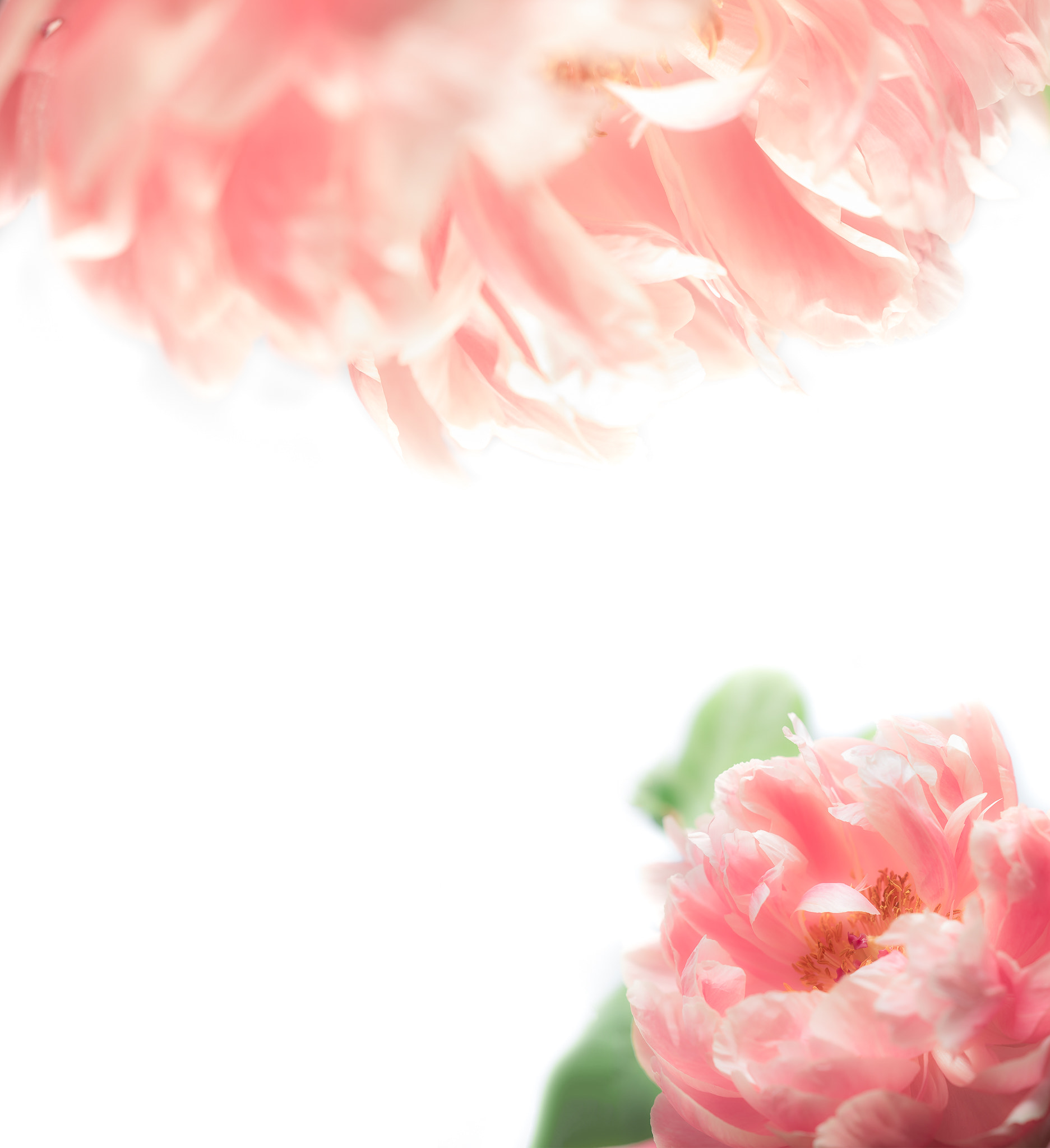 Sony FE 85mm F1.4 GM sample photo. These flowers... photography