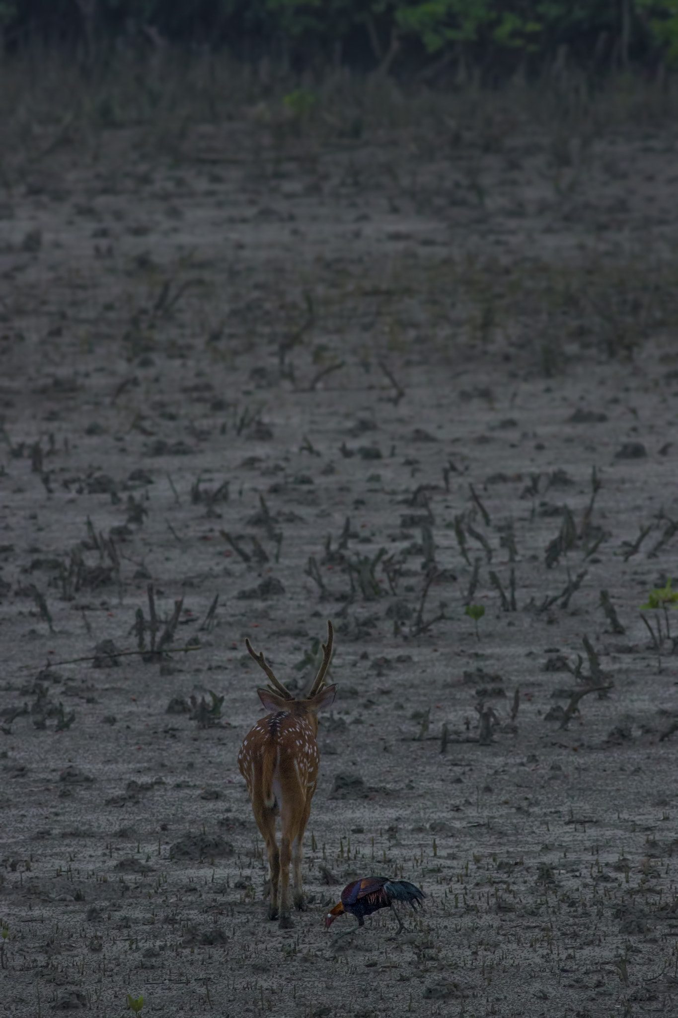 Canon EOS 600D (Rebel EOS T3i / EOS Kiss X5) + Canon EF 400mm F5.6L USM sample photo. Buck & fowl photography