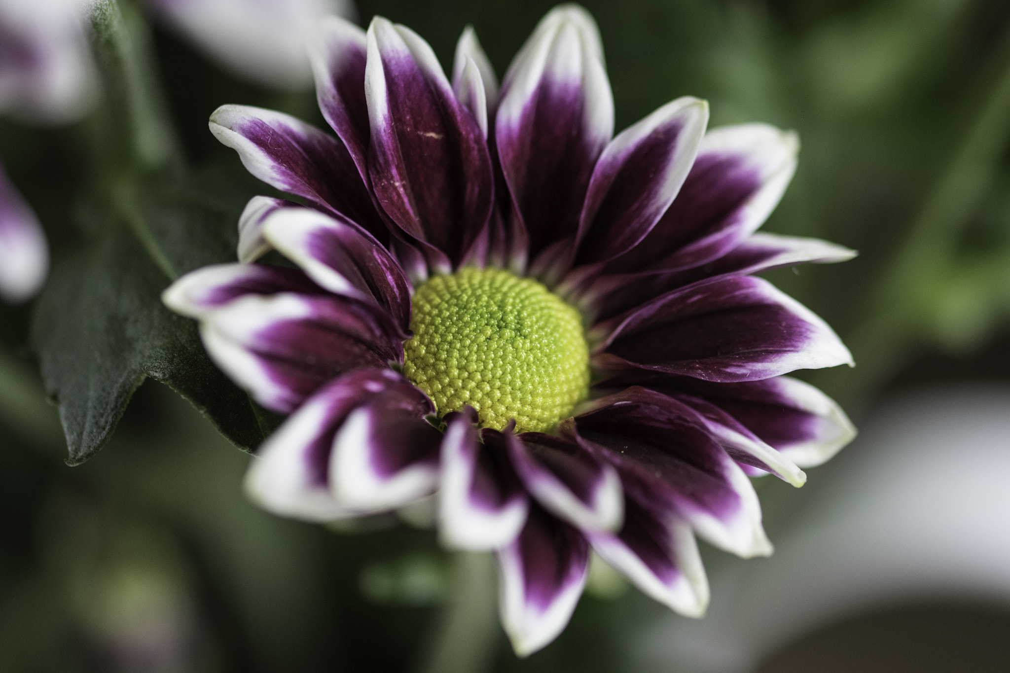 Sigma 105mm F2.8 EX DG OS HSM sample photo. Flower in my garden photography
