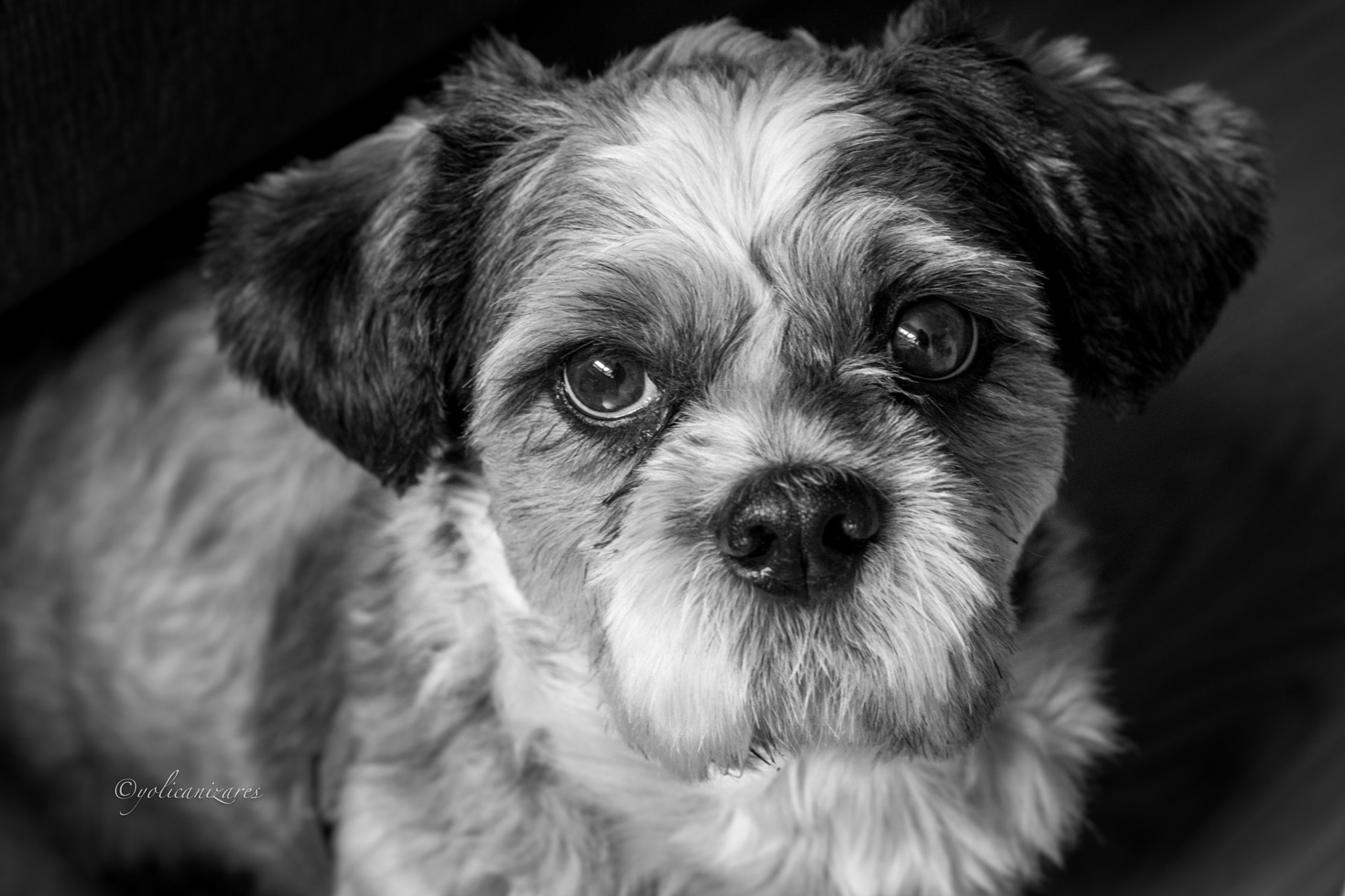 Panasonic Lumix G 42.5mm F1.7 ASPH Power OIS sample photo. Adorable photography
