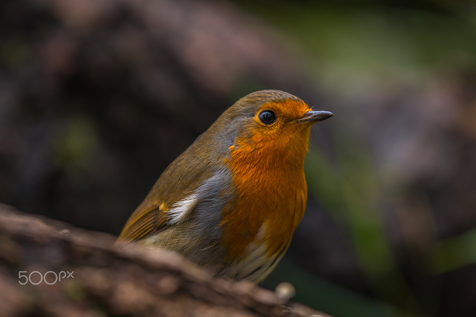 Canon EF 180mm F3.5L Macro USM sample photo. Robin in the woods. photography