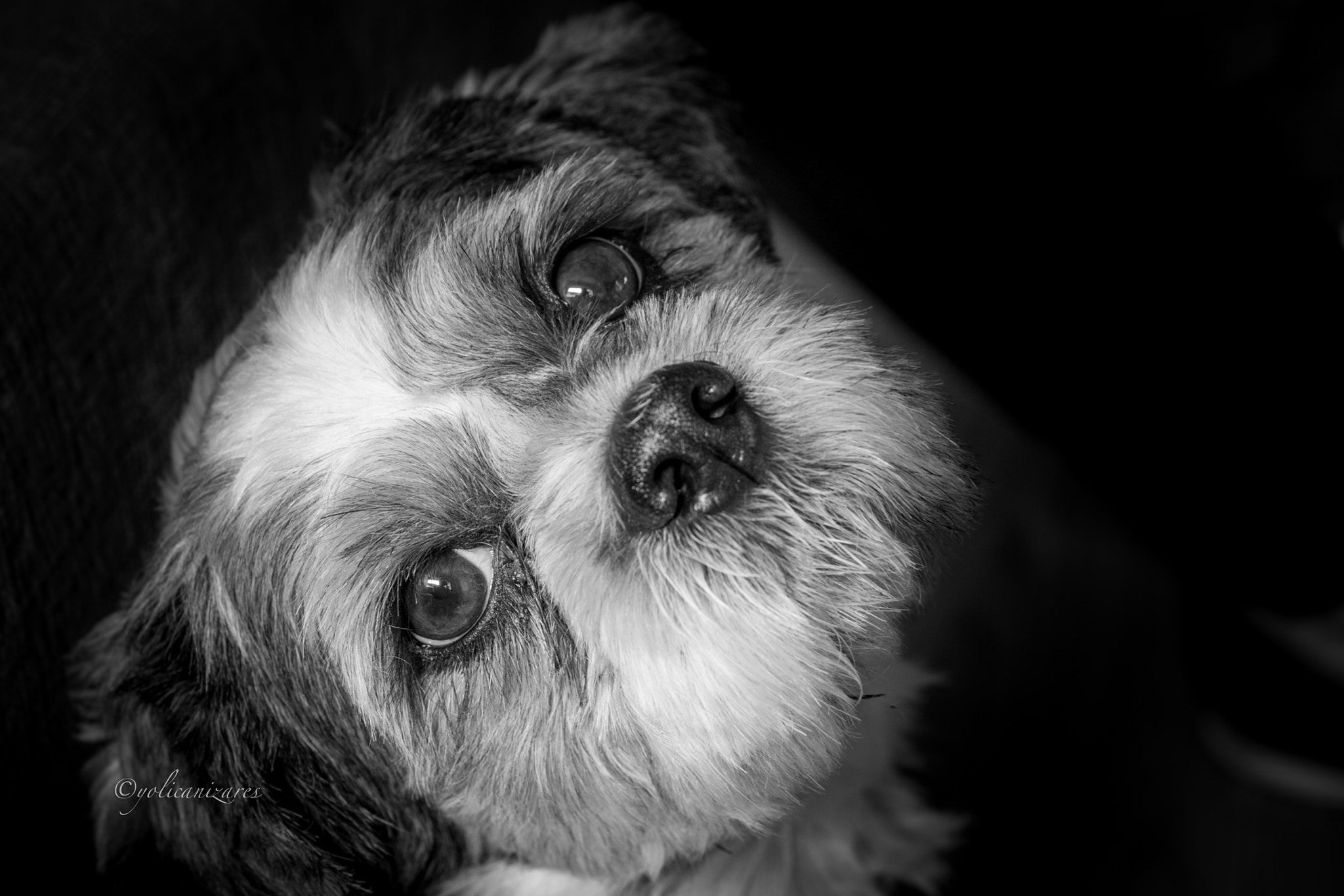 Panasonic Lumix G 42.5mm F1.7 ASPH Power OIS sample photo. Pincho photography