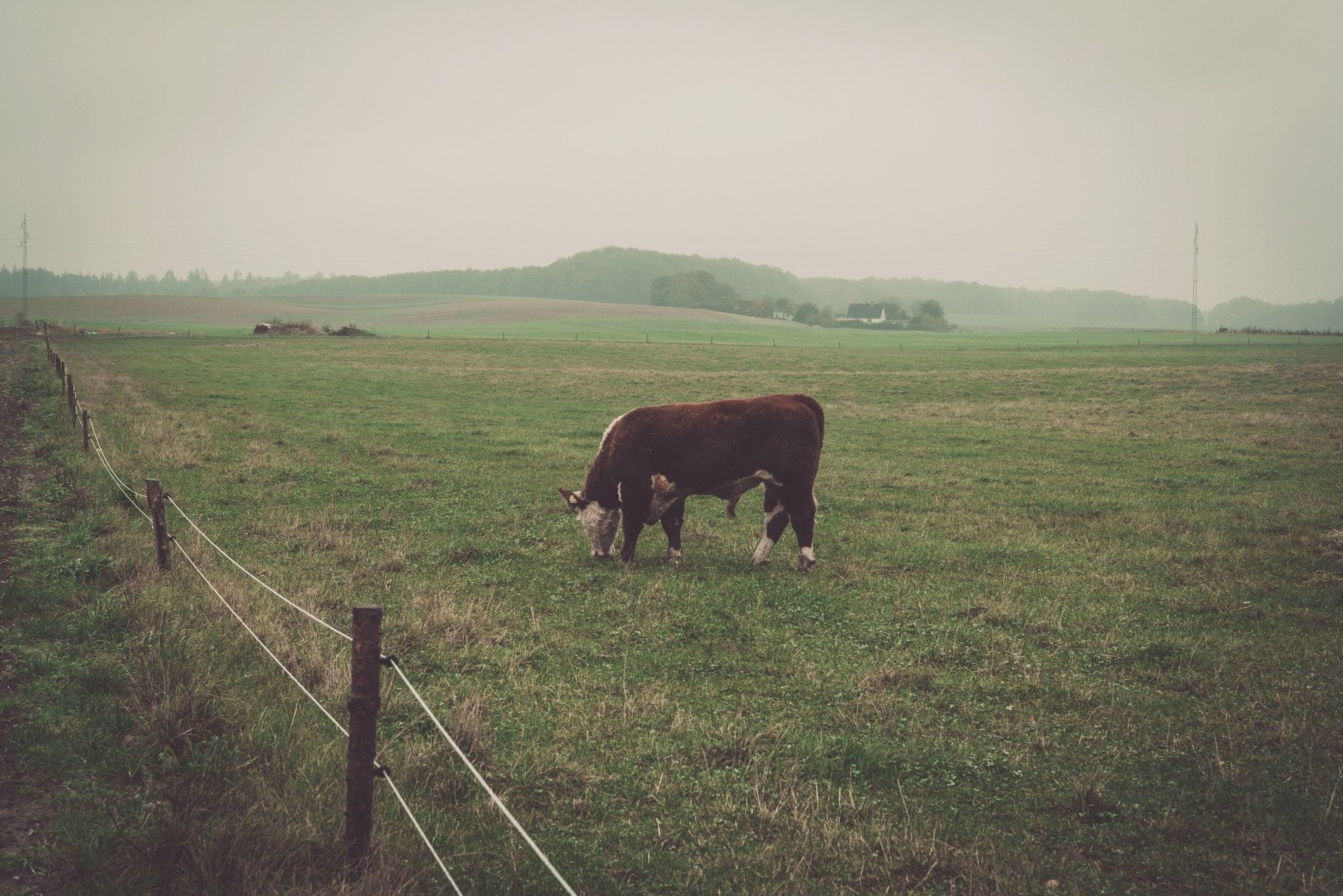 Sony a7R sample photo. Hereford cow in a misty countryside landscape photography