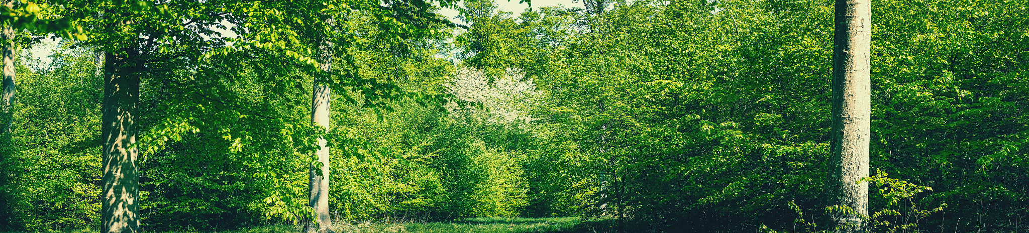 Sony a7R sample photo. Panorama forest scenery in green colors photography