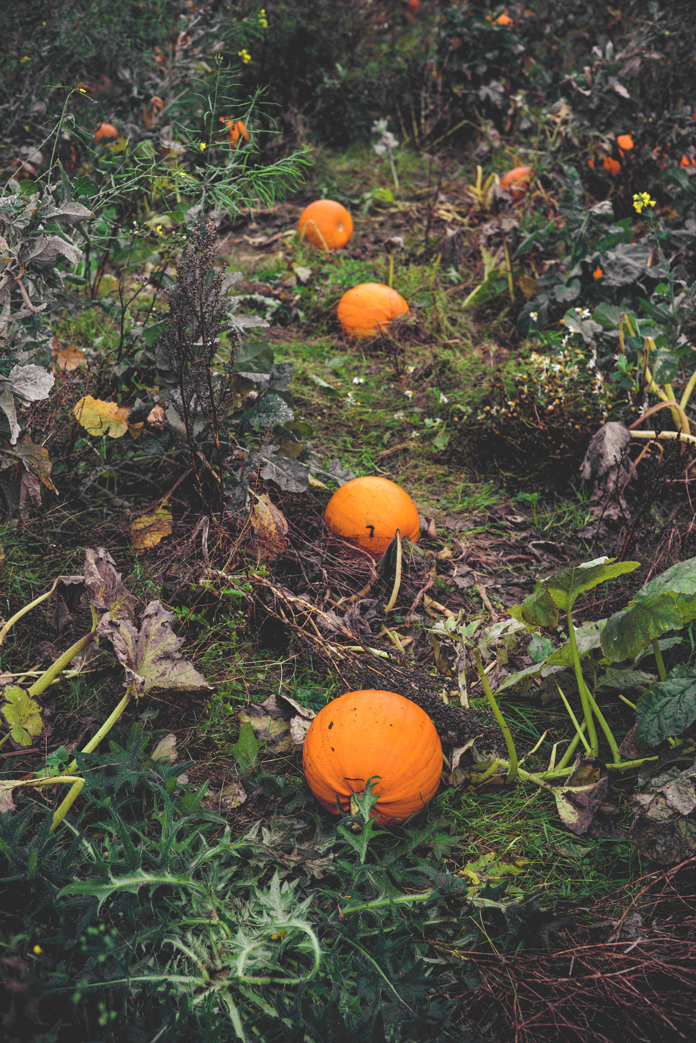 Sony a7R sample photo. Pumpkins on a row in a garden photography