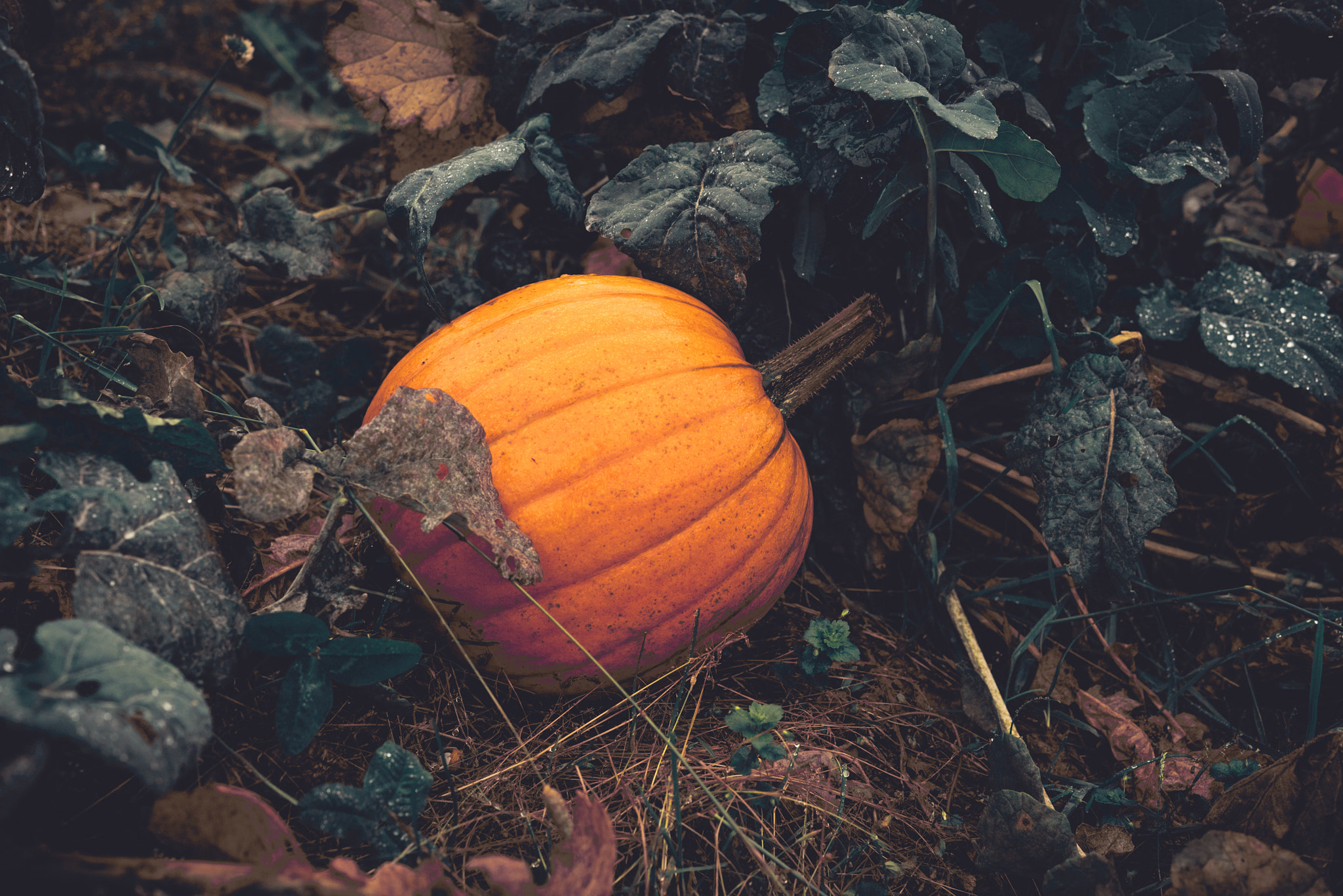 Sony a7R sample photo. Orange pumpkin in a garden on a rainy day photography