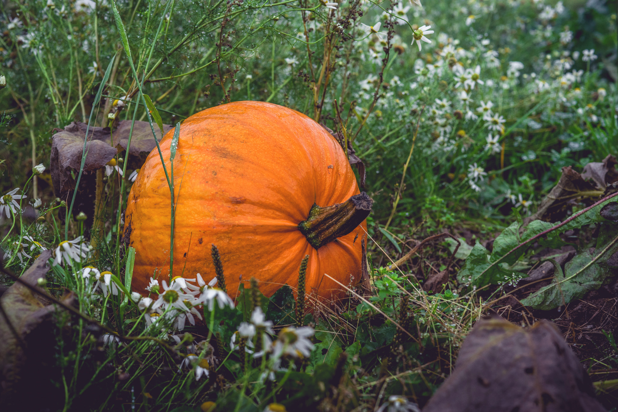Sony a7R + Sony 50mm F1.4 sample photo. Big orange pumpkin in a dark garden photography