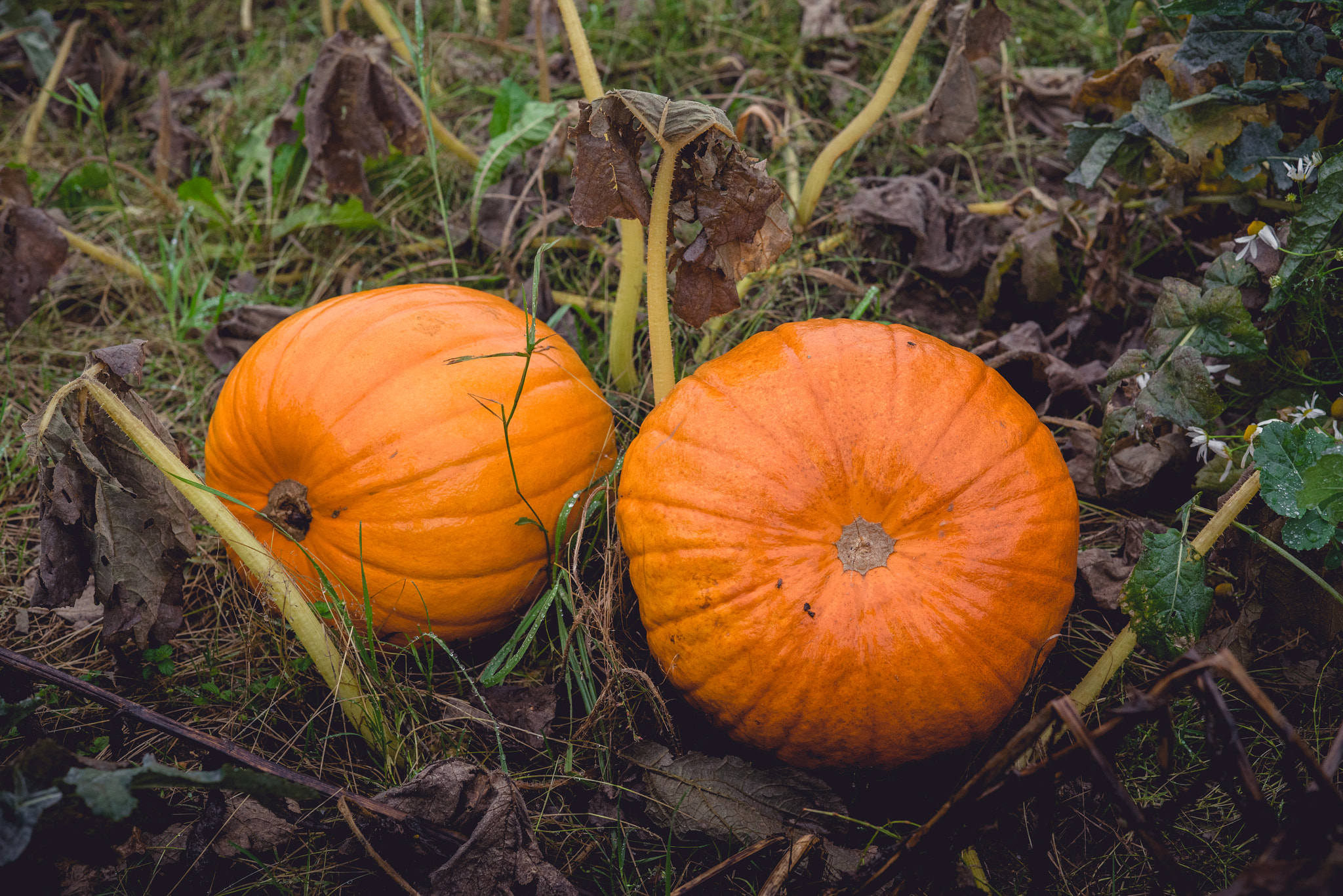Sony a7R + Sony 50mm F1.4 sample photo. Two large pumpkins in orange color photography