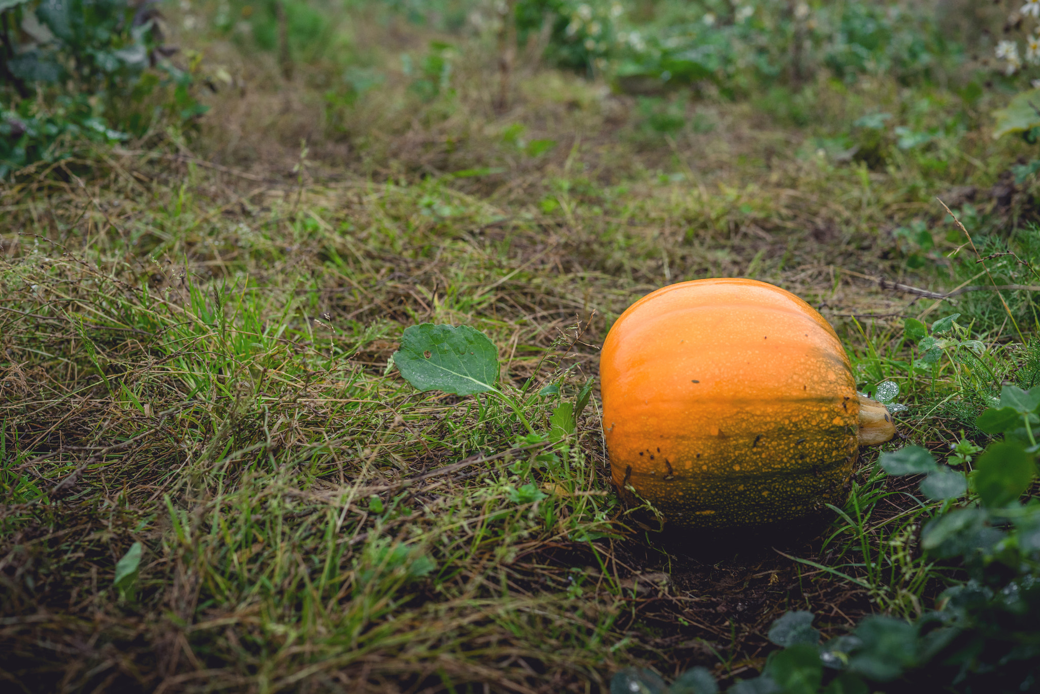 Sony a7R + Sony 50mm F1.4 sample photo. Single orange pumpkin on a field photography