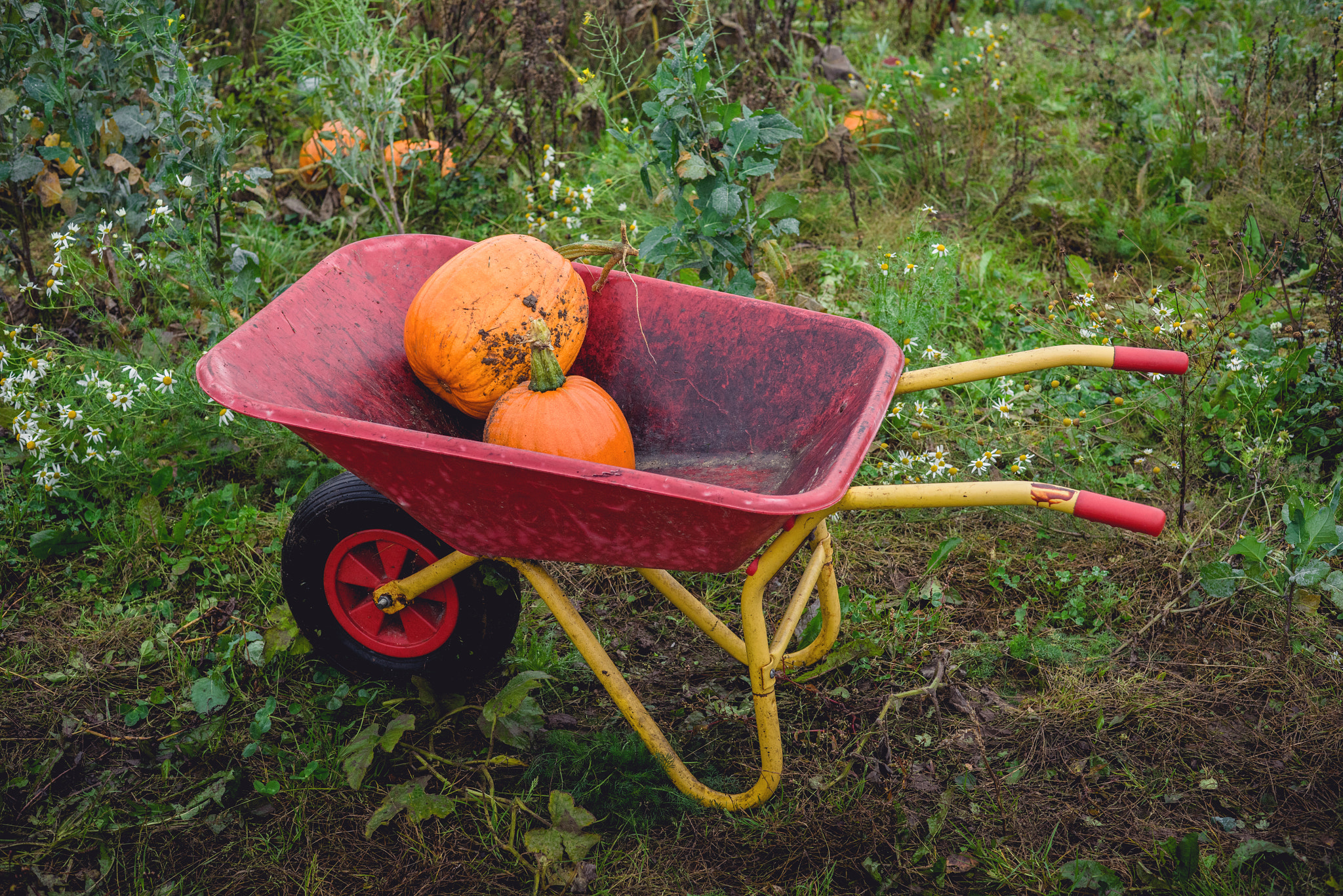Sony a7R + Sony 50mm F1.4 sample photo. Pumpkins in a red wheelbarrow photography