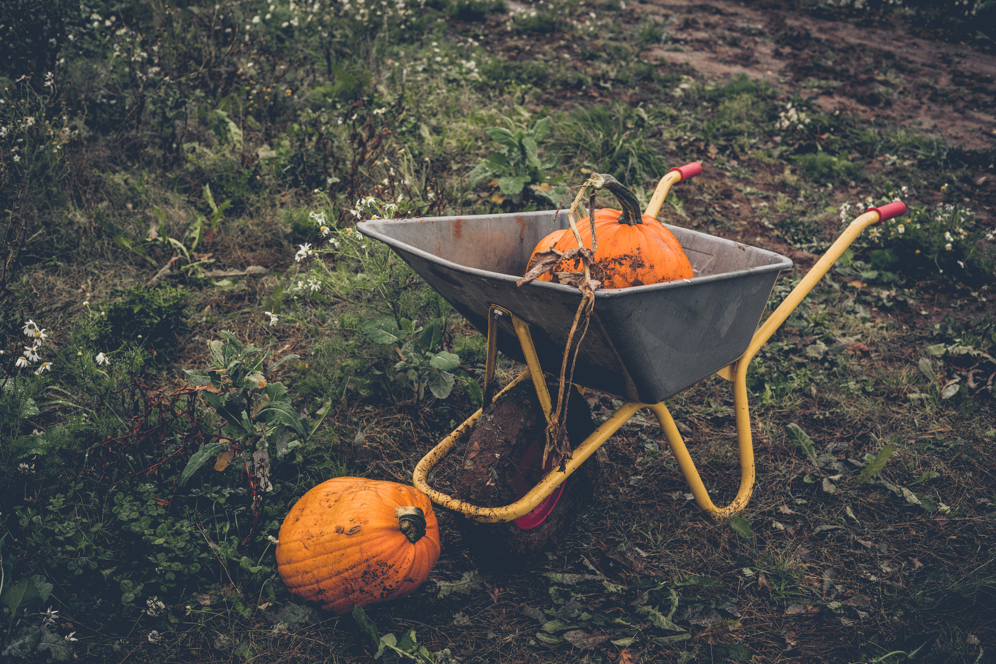 Sony a7R + Sony 50mm F1.4 sample photo. Pumkin harvest with a wheelbarrow photography