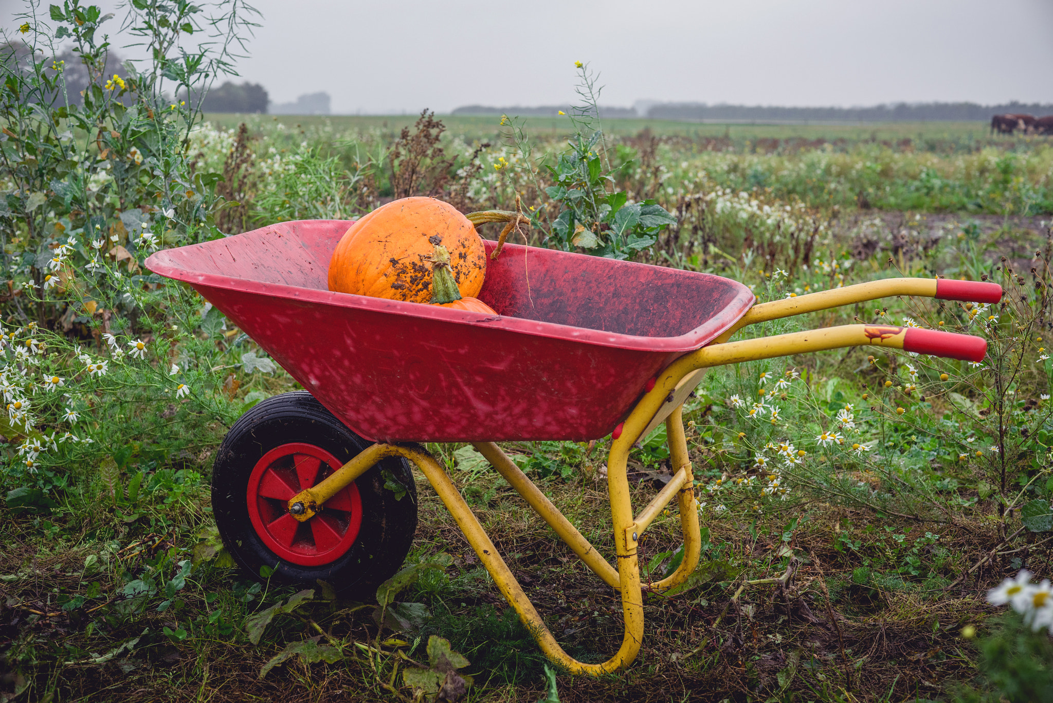 Sony a7R + Sony 50mm F1.4 sample photo. Wheelbarrow with orange pumkins photography