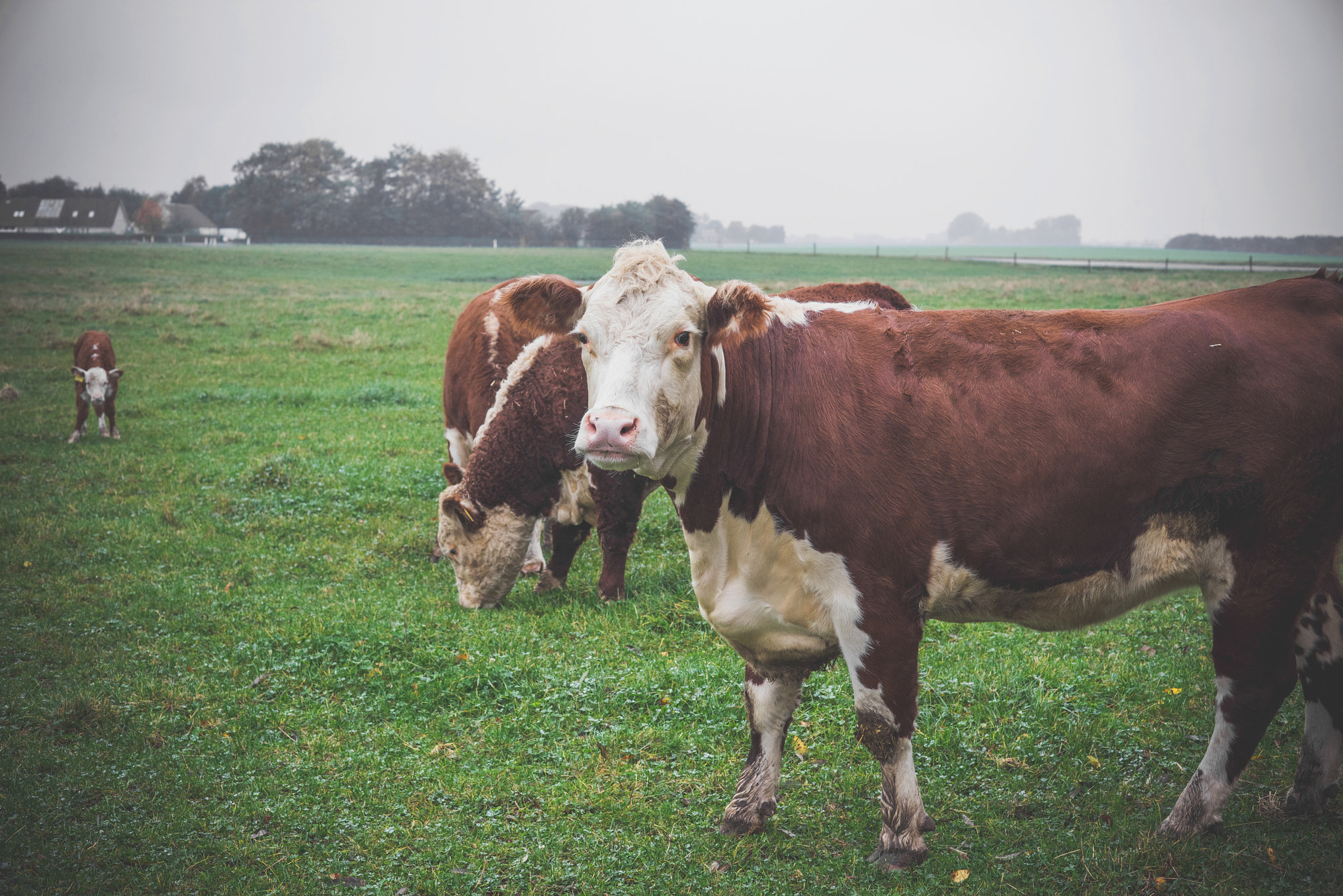 Sony a7R + Sony 50mm F1.4 sample photo. Hereford cow looking out photography