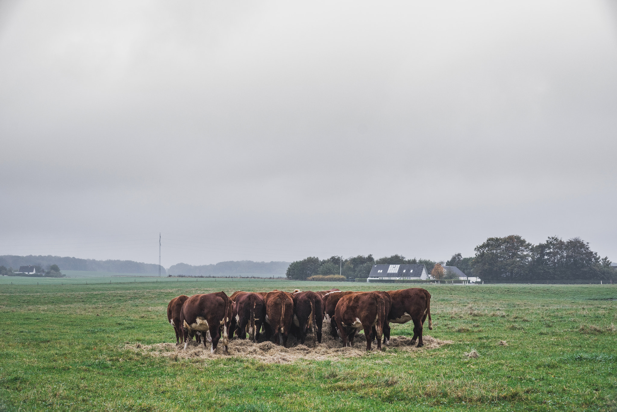 Sony a7R + Sony 50mm F1.4 sample photo. Hereford cows holding a meeting photography