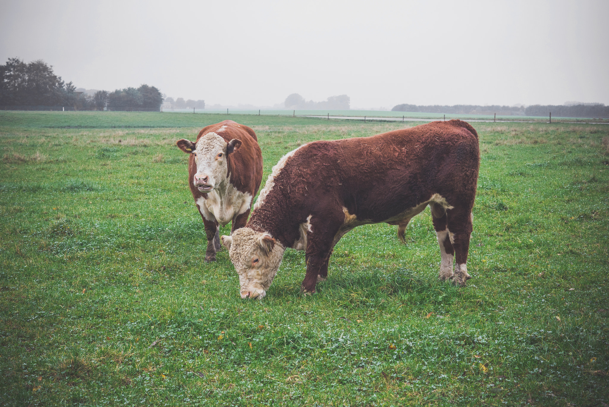 Sony a7R + Sony 50mm F1.4 sample photo. Hereford cows on a green field photography