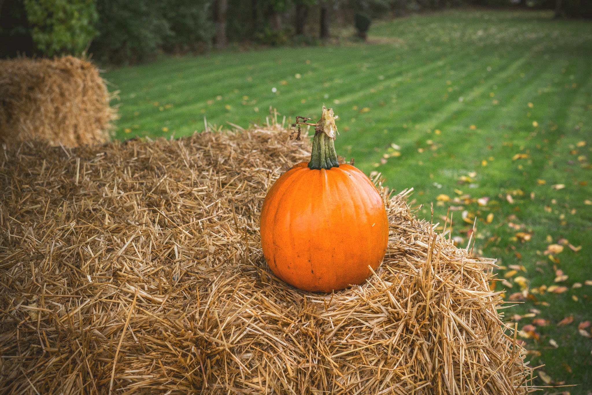 Sony a7R + Sony 50mm F1.4 sample photo. Pumpkin in rural environment photography