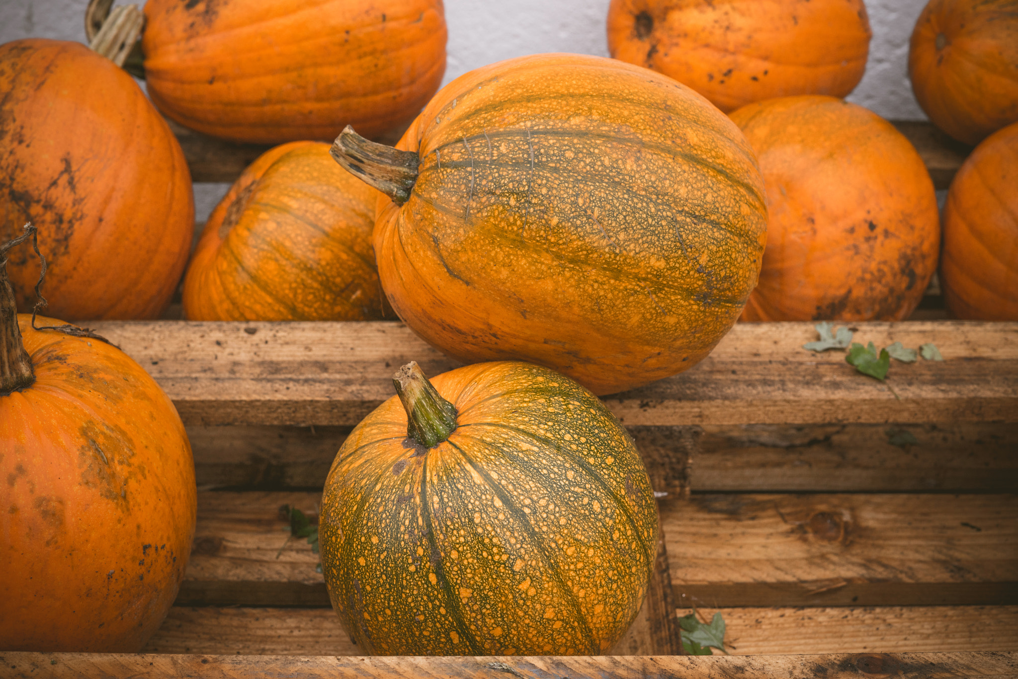 Sony a7R + Sony 50mm F1.4 sample photo. Orange pumpkins stacked on a wooden shelf photography