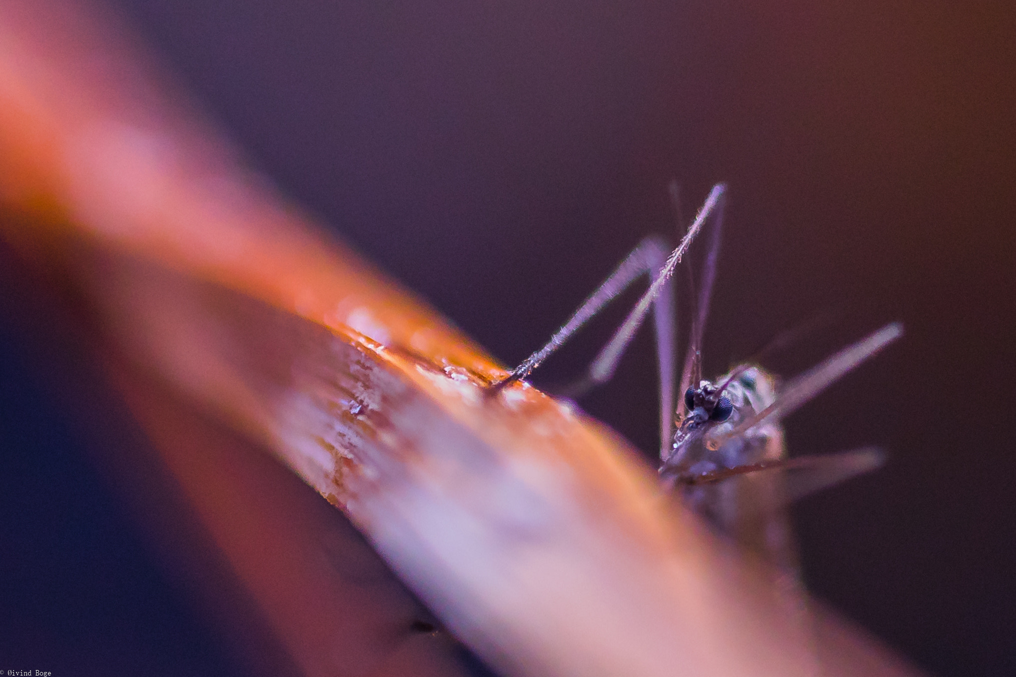 Canon MP-E 65mm F2.5 1-5x Macro Photo sample photo. Lurking behind a straw photography