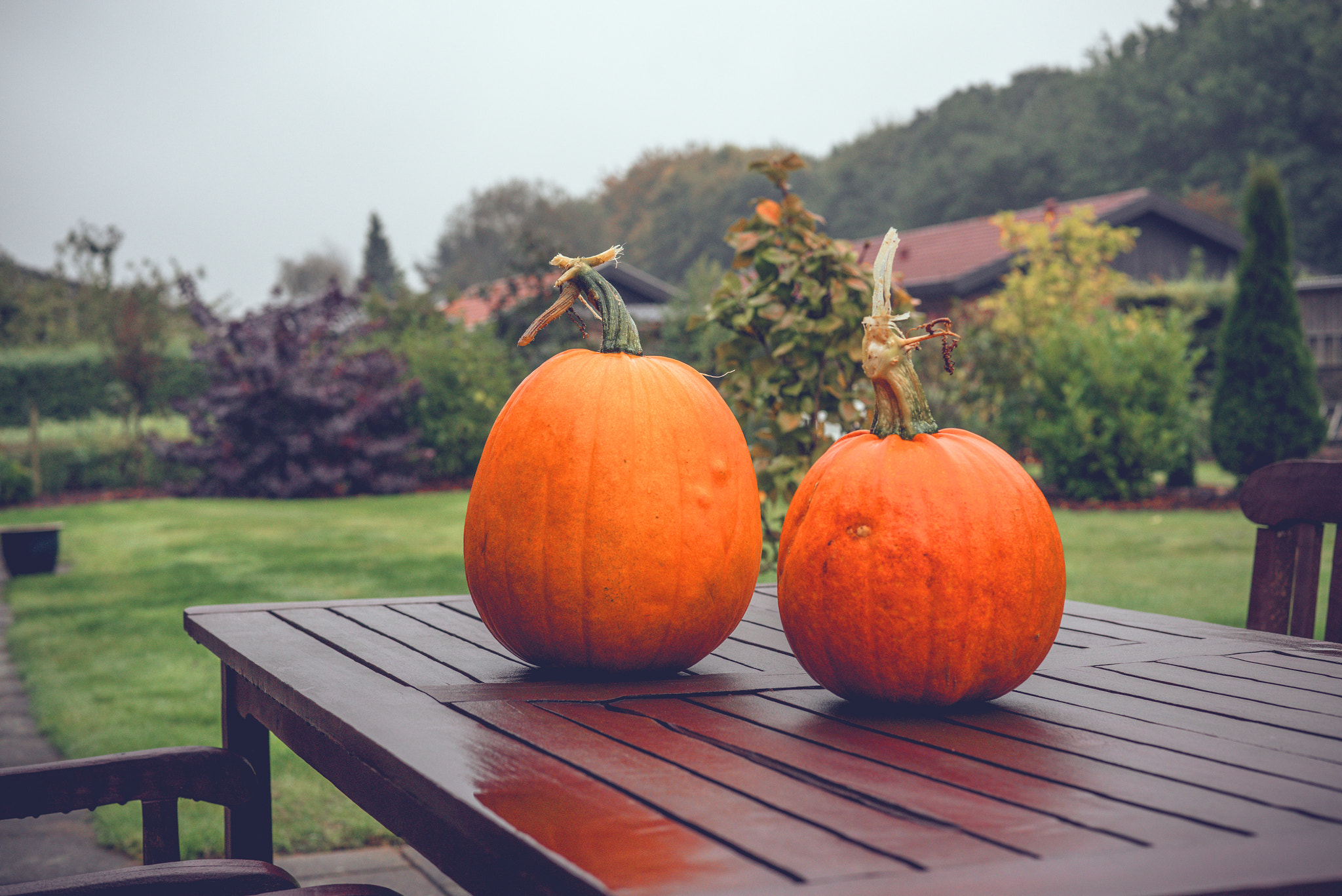Sony a7R + Sony 50mm F1.4 sample photo. Pumkins on a table in a garden photography