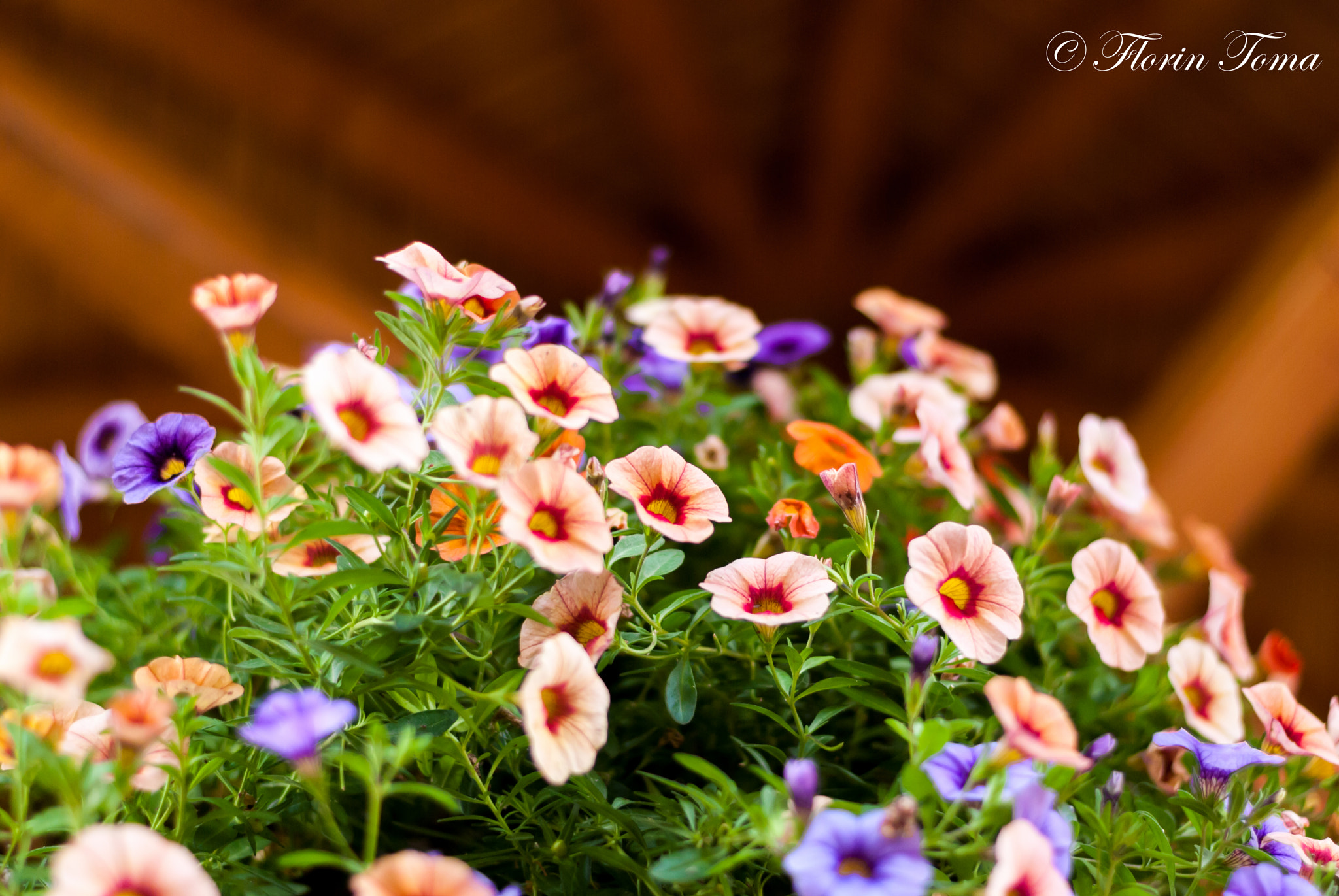 Nikon D60 + Nikon AF-S Nikkor 50mm F1.8G sample photo. Last breath of autumn photography