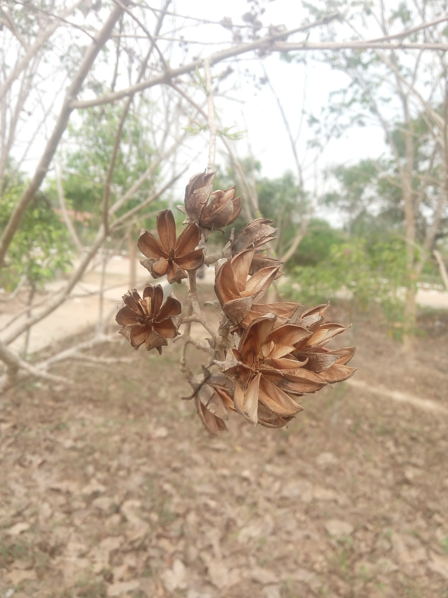 HTC DESIRE 820S DUAL SIM sample photo