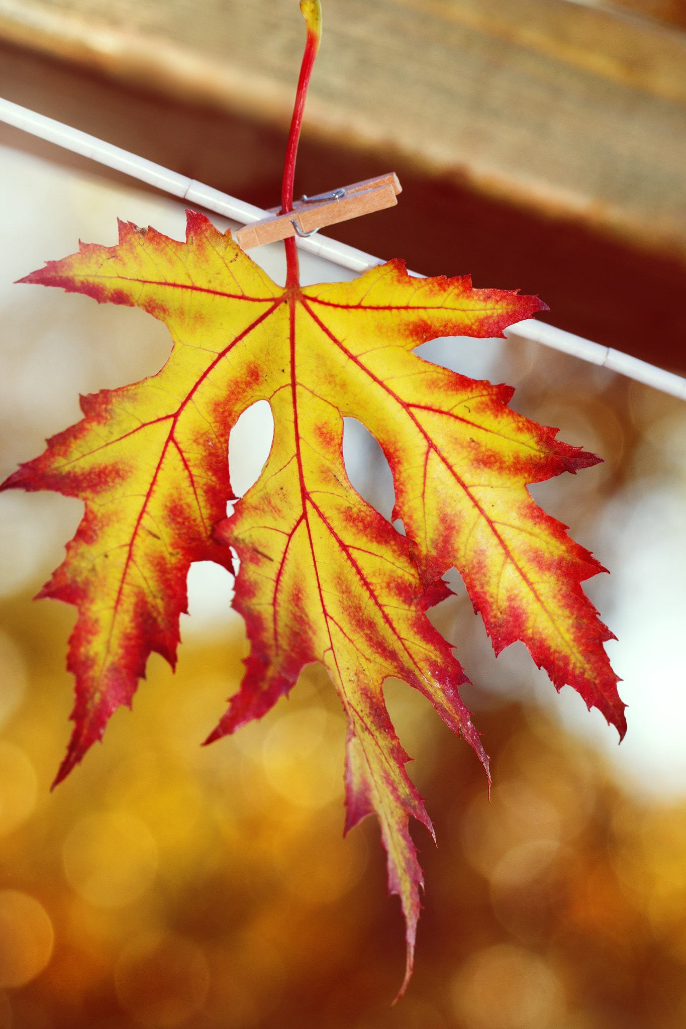 Canon EF 100mm F2.8L Macro IS USM sample photo. Drying leaf photography