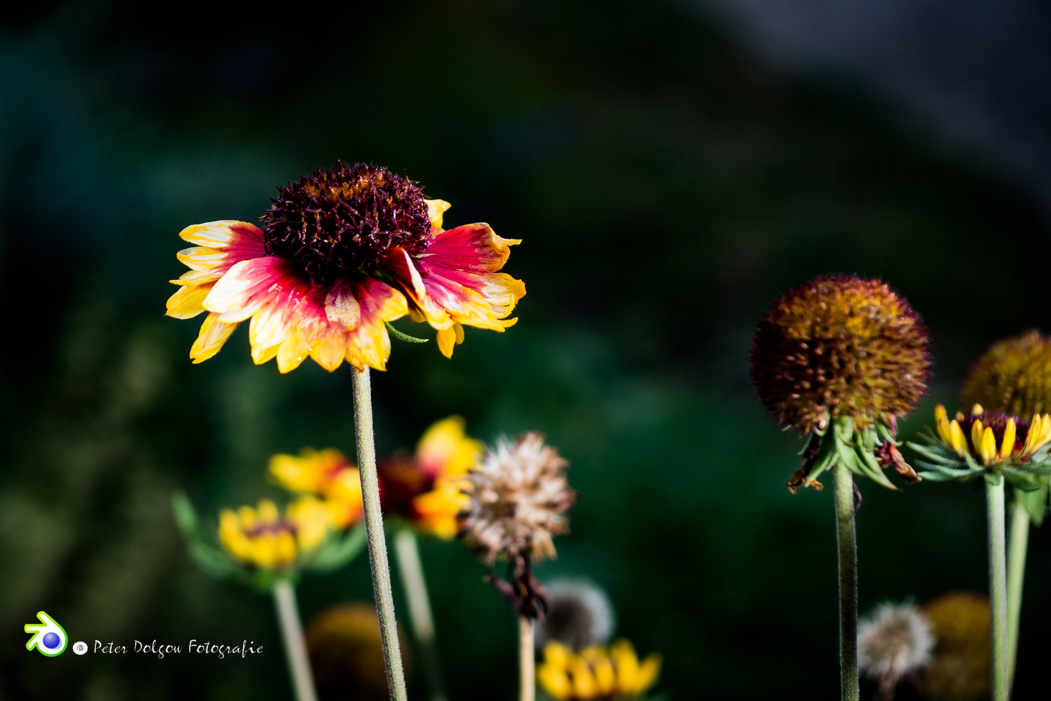 Sony SLT-A99V sample photo. Spätherbst  photography