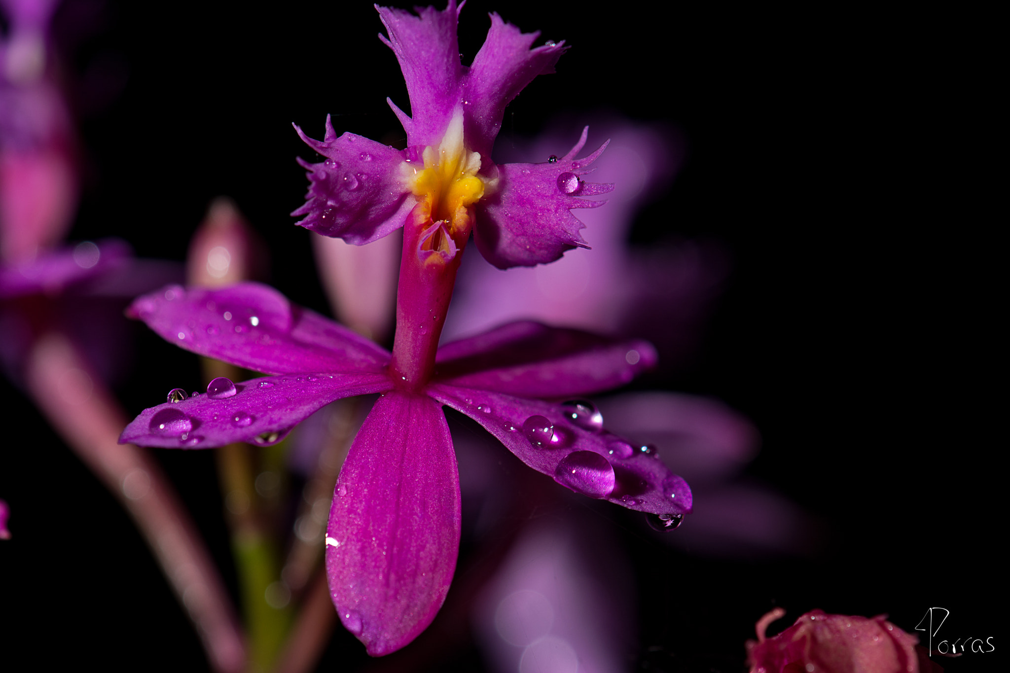 Nikon D7100 + Nikon AF-S DX Micro-Nikkor 85mm F3.5G ED VR sample photo. Purple flower with water drops photography